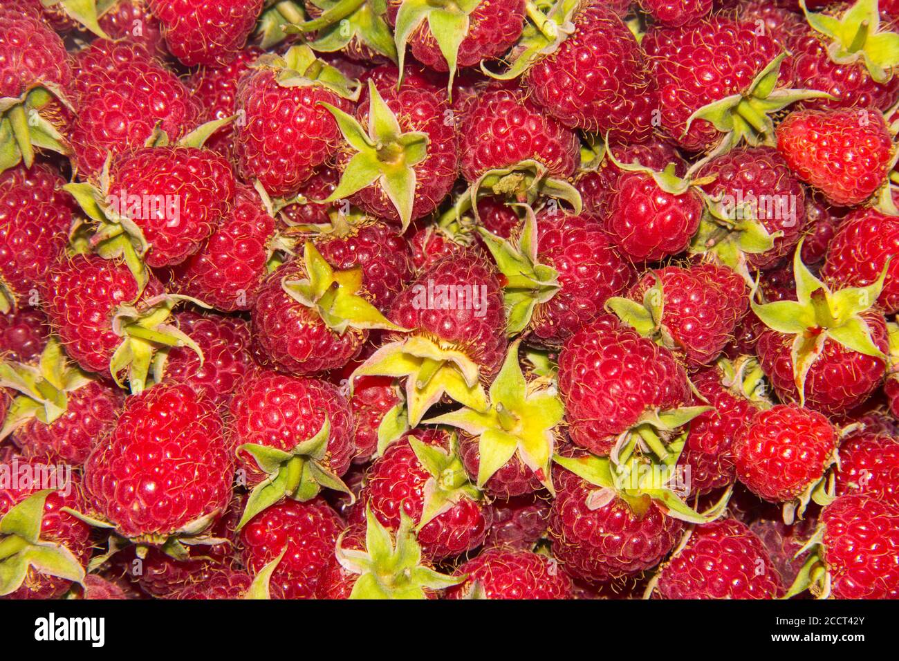 Un sacco di lamponi con code, colorato succoso e sfondo luminoso. Carta da parati con utili frutti di bosco Foto Stock