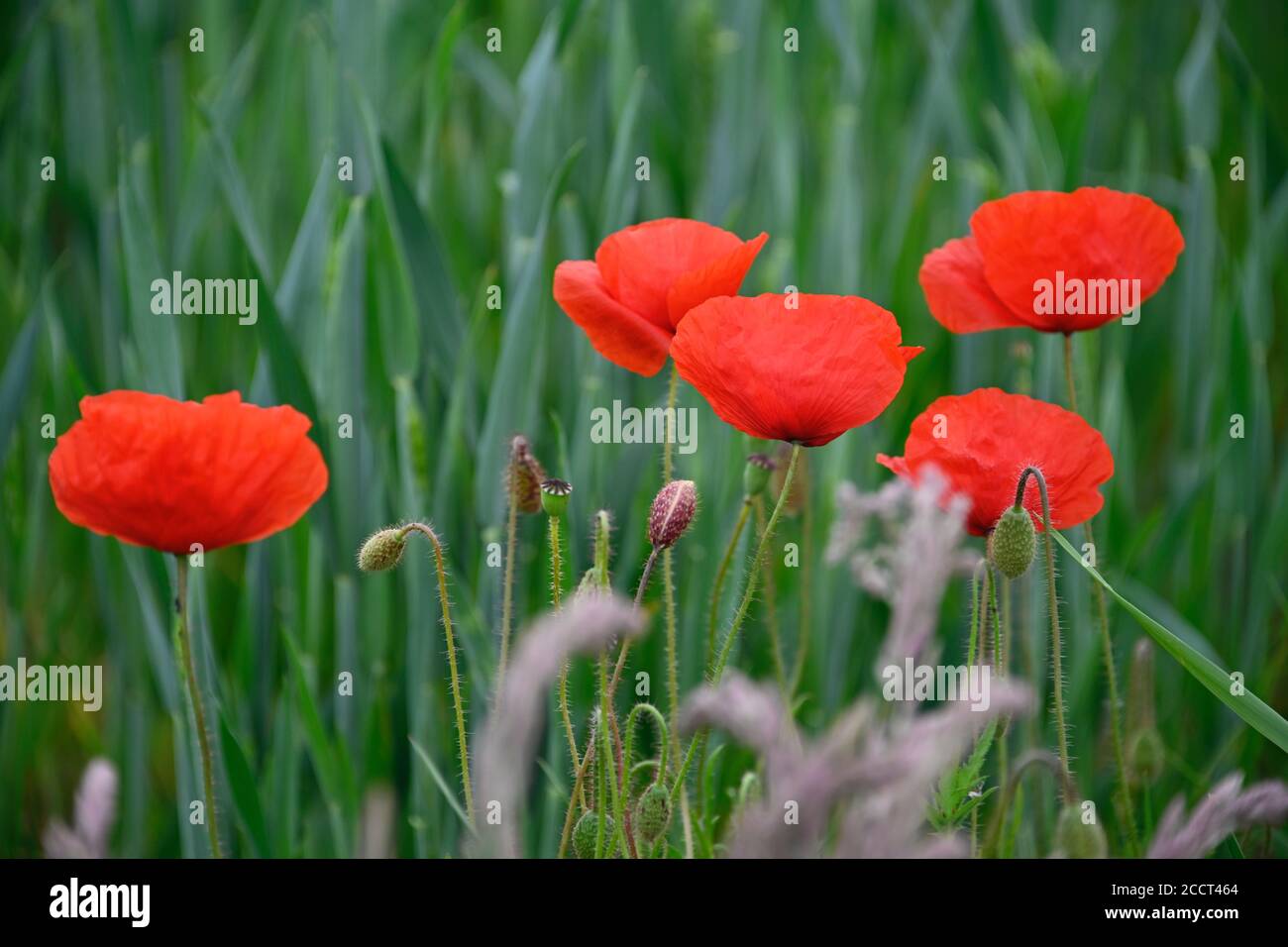 Papavero rosso (Papaveraceae) Foto Stock