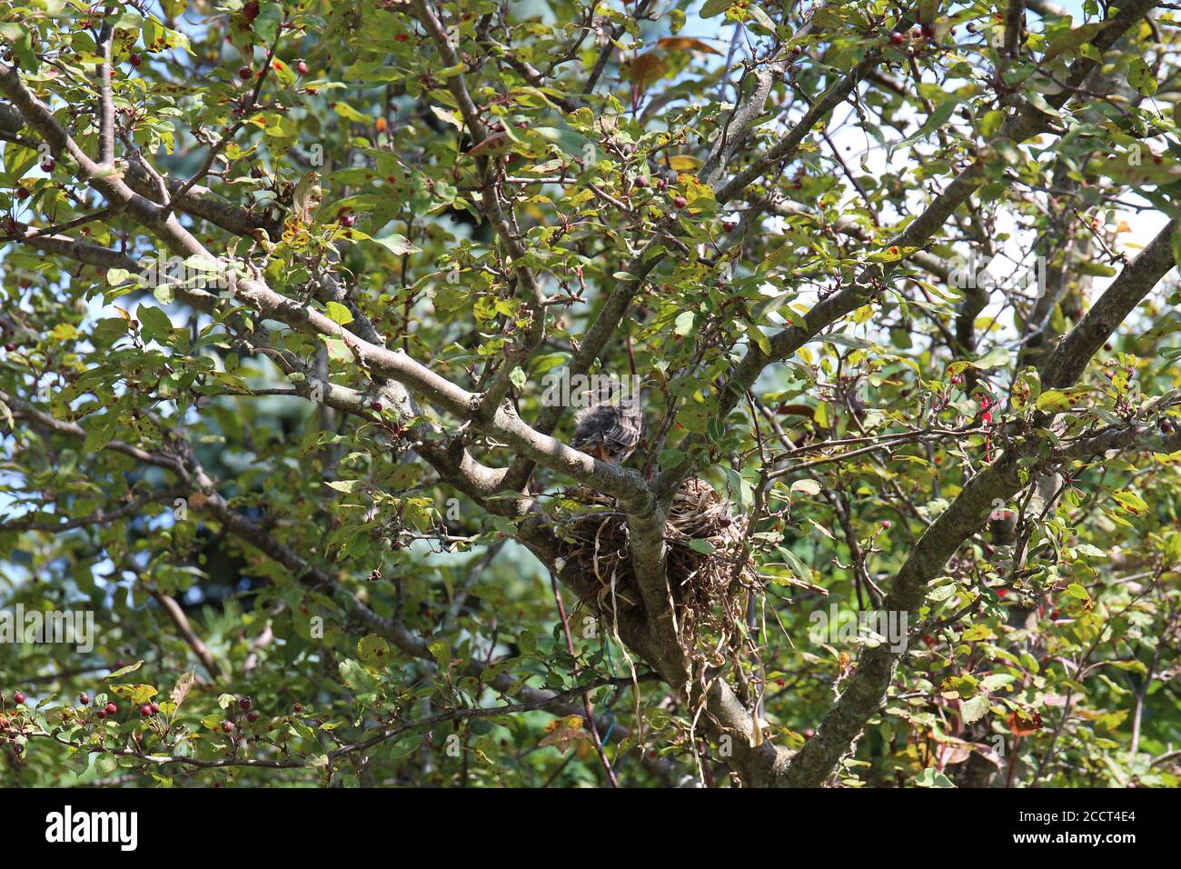 Un giovane Robin americano in piedi nel suo nido in un albero di granchio a Trevor, Wisconsin, Stati Uniti Foto Stock