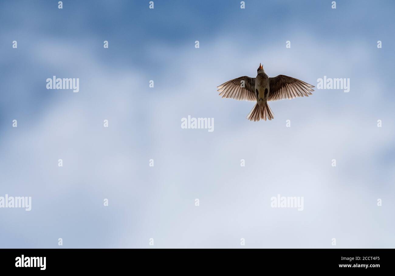 Skylark, Alauda arvensis, in volo durante la stagione riproduttiva. Foto Stock