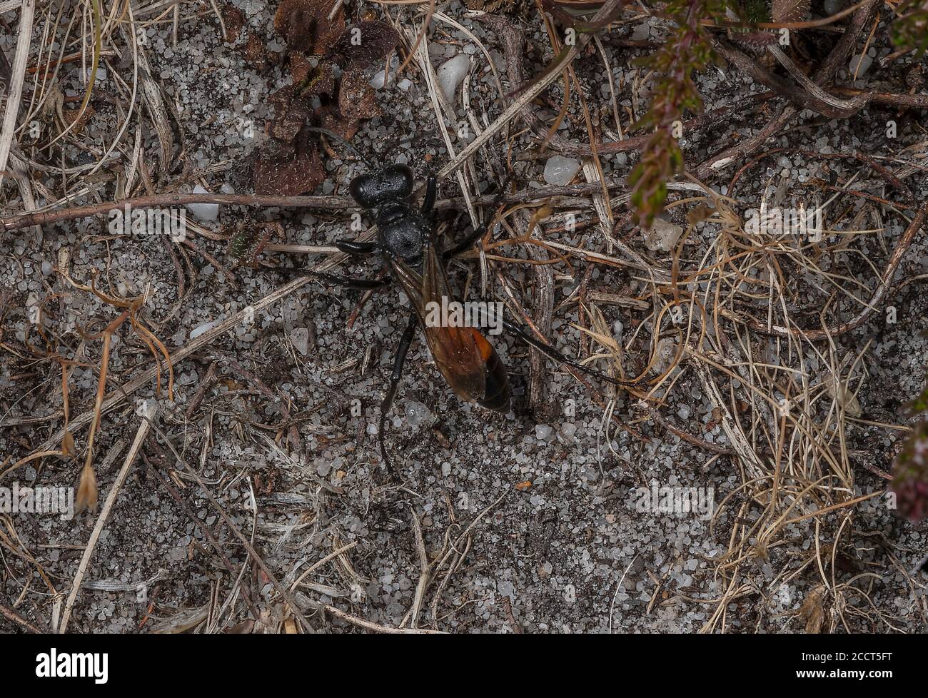 Femmina Hairy Sand Wasp, Podalonia hirsuta, su brughiera sabbiosa a Hartland Moor, Dorset. Foto Stock