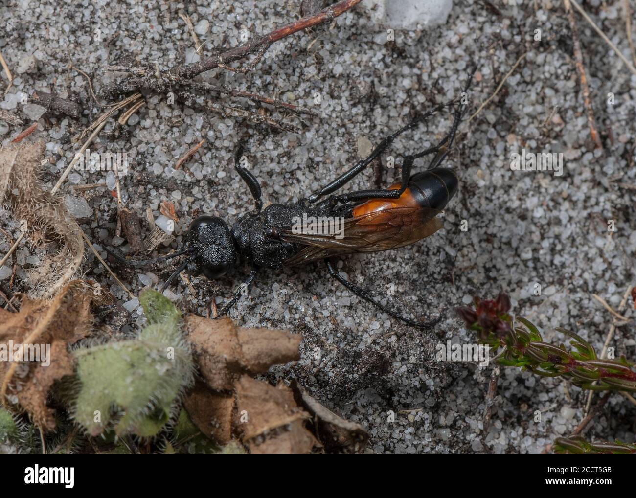 Femmina Hairy Sand Wasp, Podalonia hirsuta, su brughiera sabbiosa a Hartland Moor, Dorset. Foto Stock