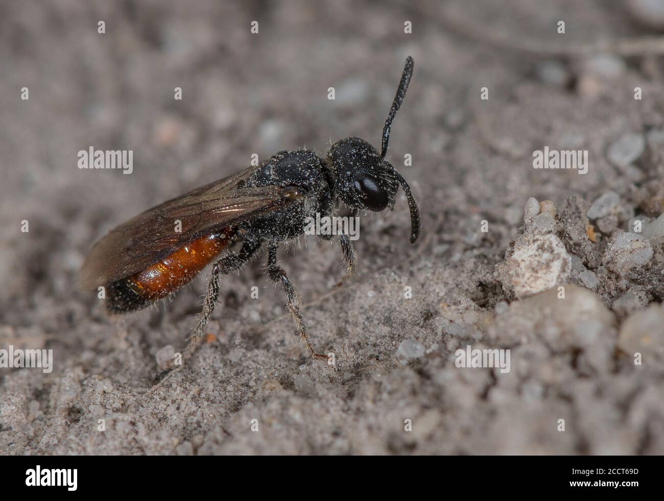 Femmine di sangue alato scuro ape, Sphecodes gibbus (o una specie strettamente correlata), kleptoparasite sulla specie Halictus. Brughiera di Purbeck. Foto Stock