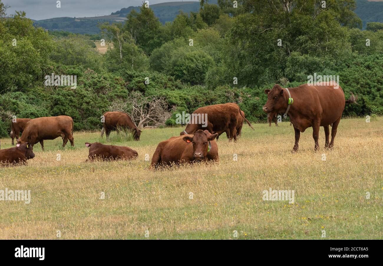 Bestiame rosso Devon, mandria pascoli secchi vicino Hartland Moor, Purbeck, Dorset. Foto Stock
