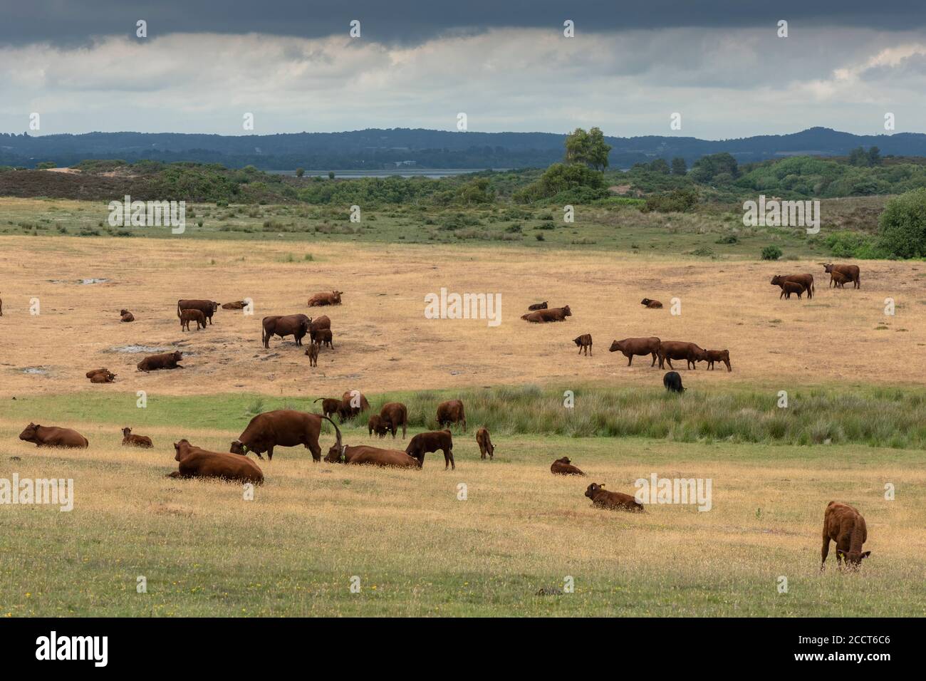 Bestiame rosso Devon, mandria pascoli secchi vicino Hartland Moor, Purbeck, Dorset. Foto Stock
