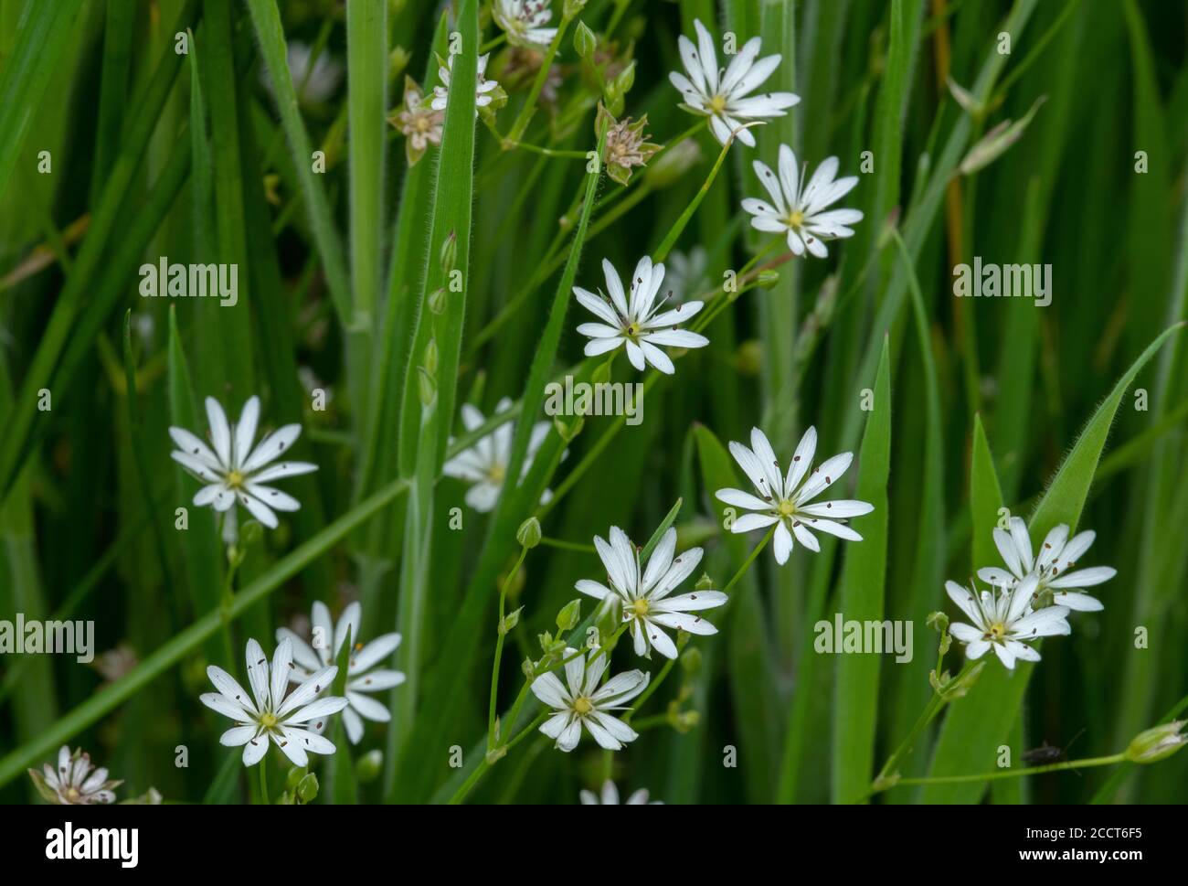 Stitchwort minore, stellaria graminea, in fiore in prateria ruvida. Foto Stock