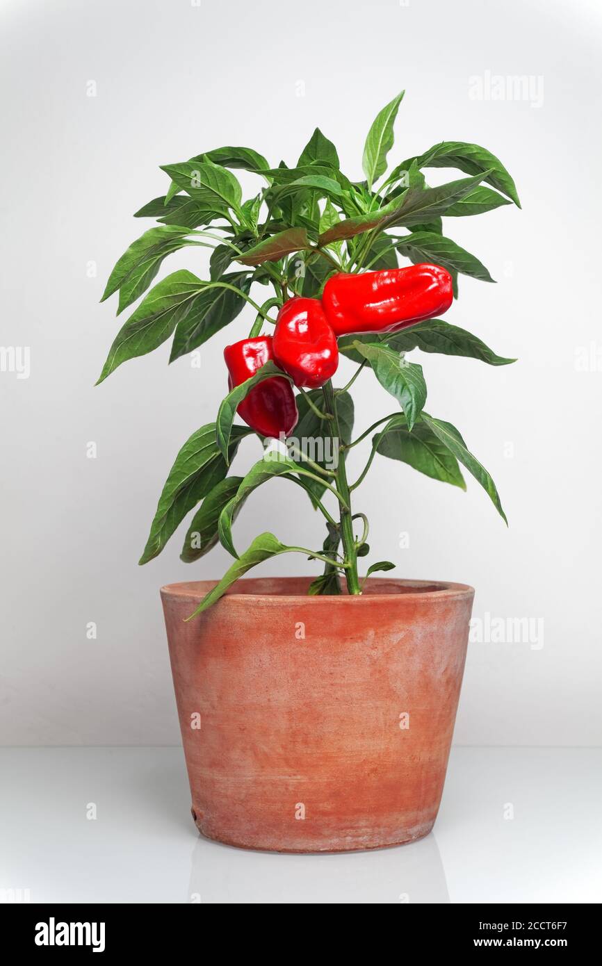 Paprika in pentola Foto Stock