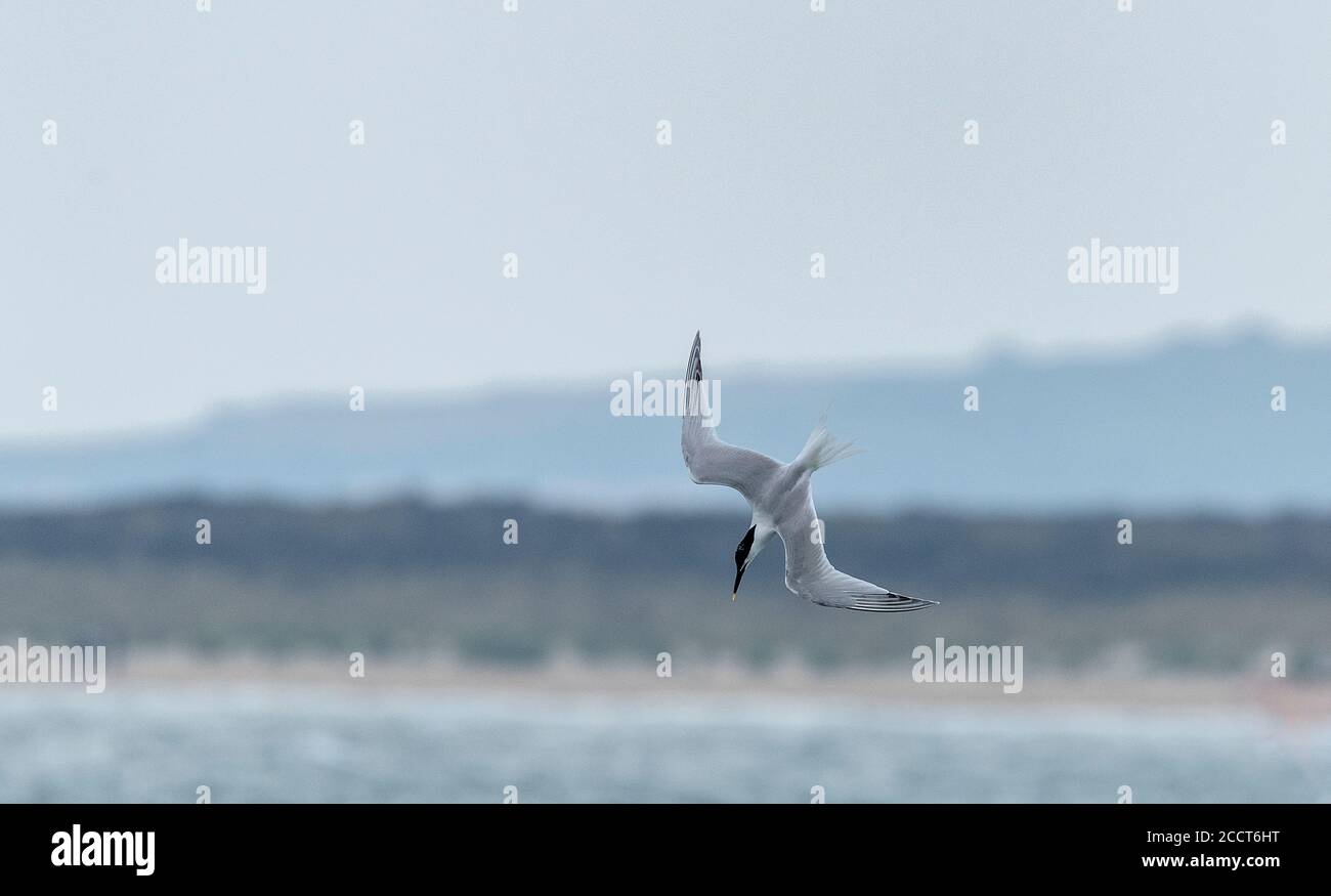 Terna a sandwich, Thalasseus sandvicensis, in volo, pesca nel porto di Poole. Dorset. Foto Stock