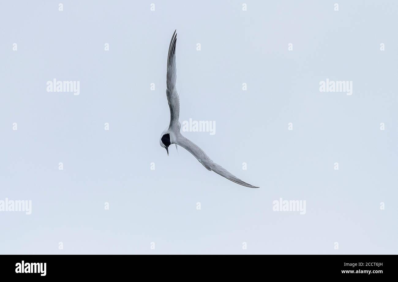 Terna a sandwich, Thalasseus sandvicensis, in volo, pesca nel porto di Poole. Dorset. Foto Stock