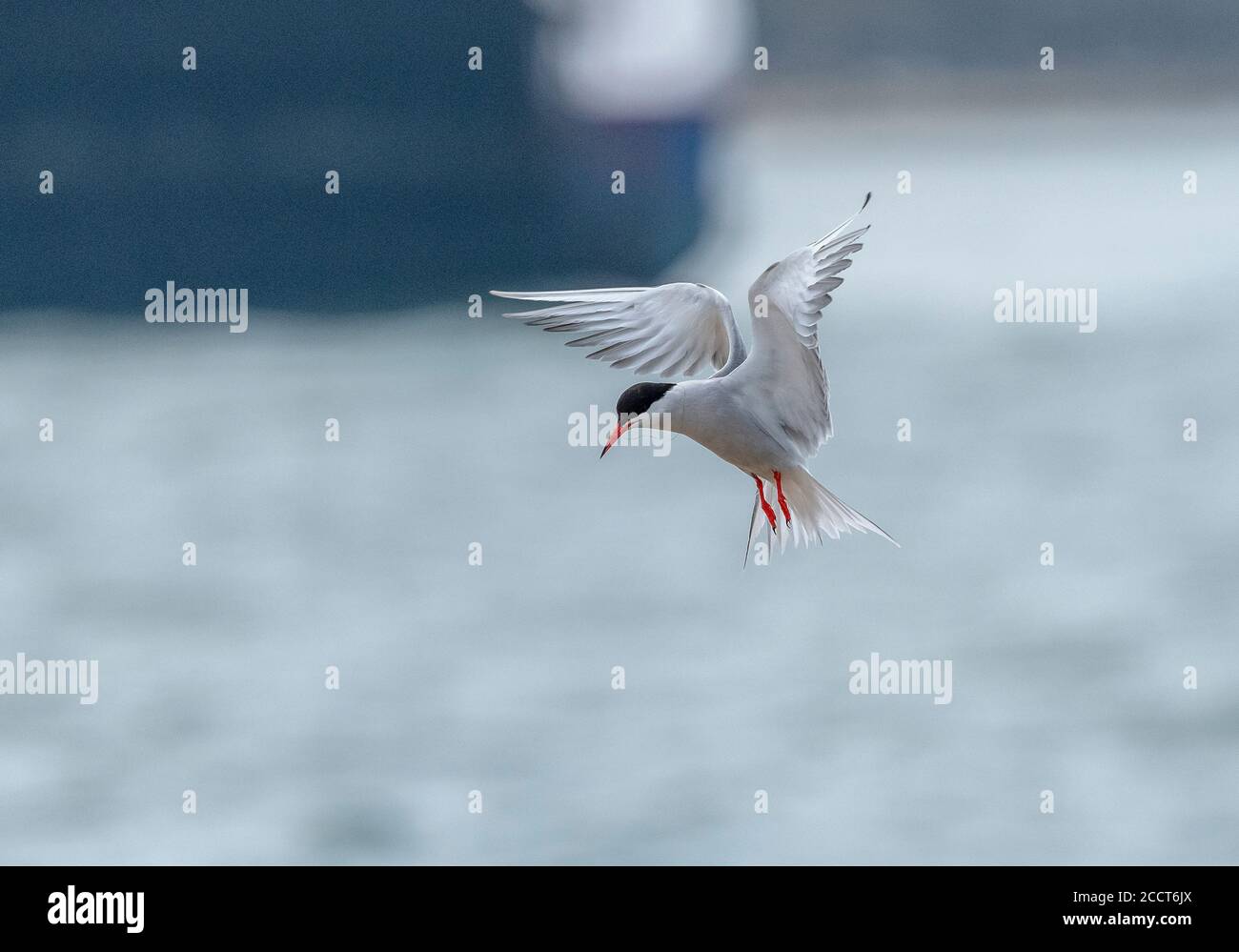 Terna comune, Sterna hirundo, in volo, pesca nel porto di Poole, Dorset. Con filo sottile incastrato sulla testa. Foto Stock