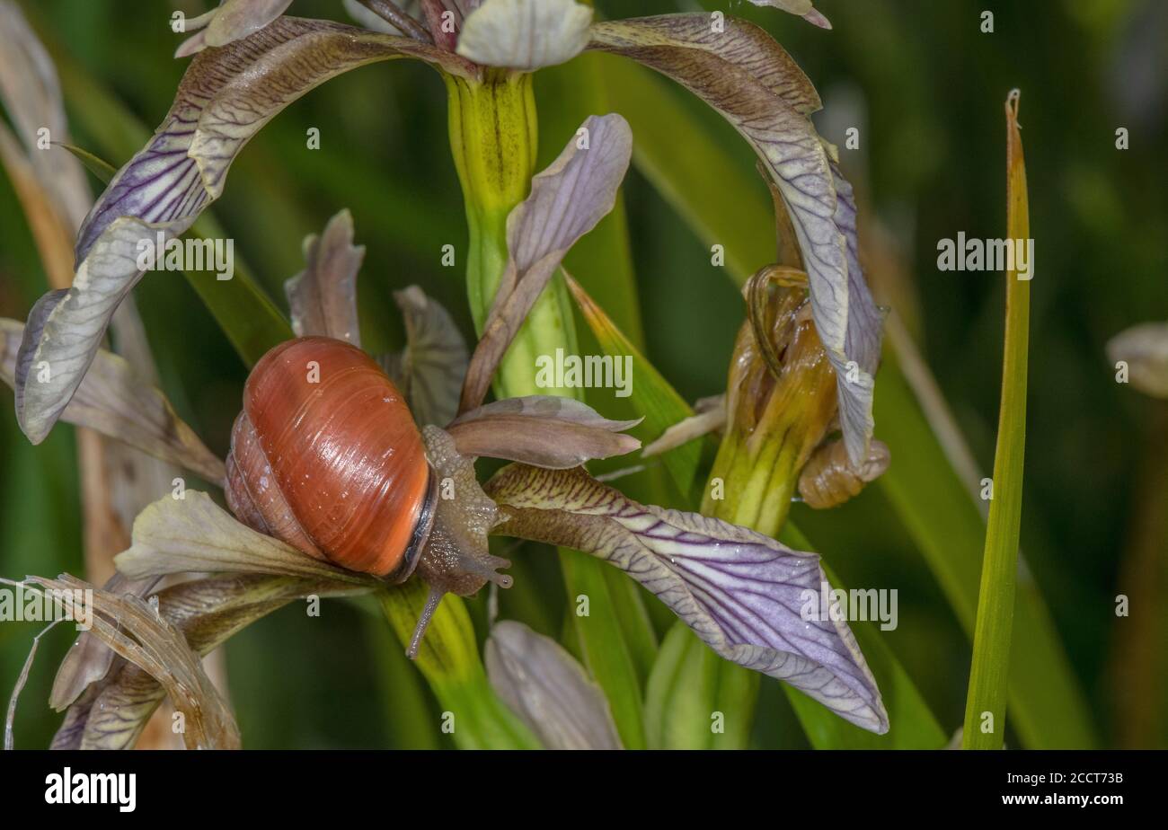 Lumaca con labbro marrone, Cepaea nemoralis, forma colore, alimentazione su Iris puzzolente dopo la pioggia. Dorset. Foto Stock
