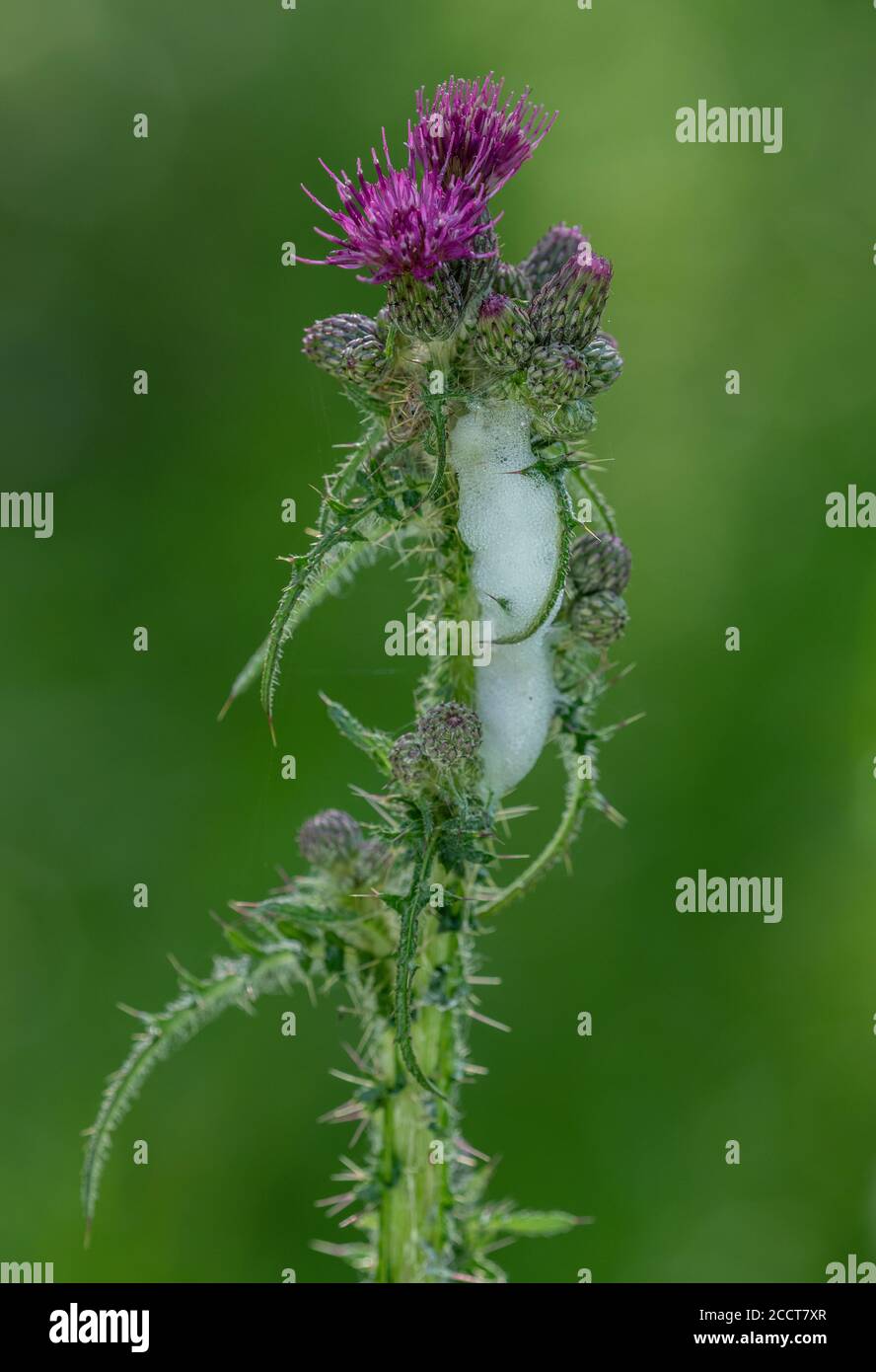 Cuckoo-spit, Philaenus spumarius, su Marsh Thistle. Foto Stock