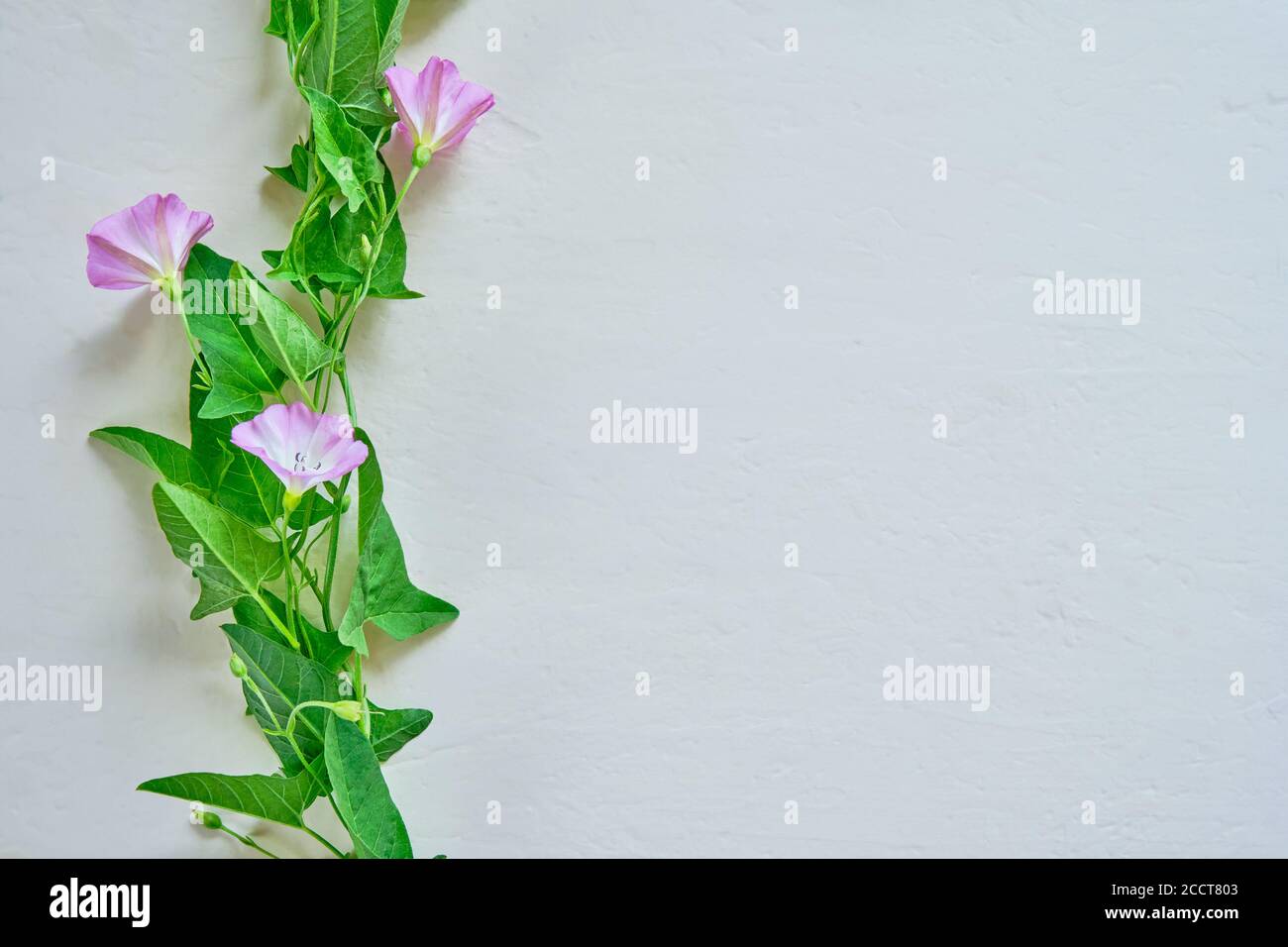 Un gambo di campo bindweed con tre fiori delicati su uno sfondo bianco testurizzato. Foto Stock