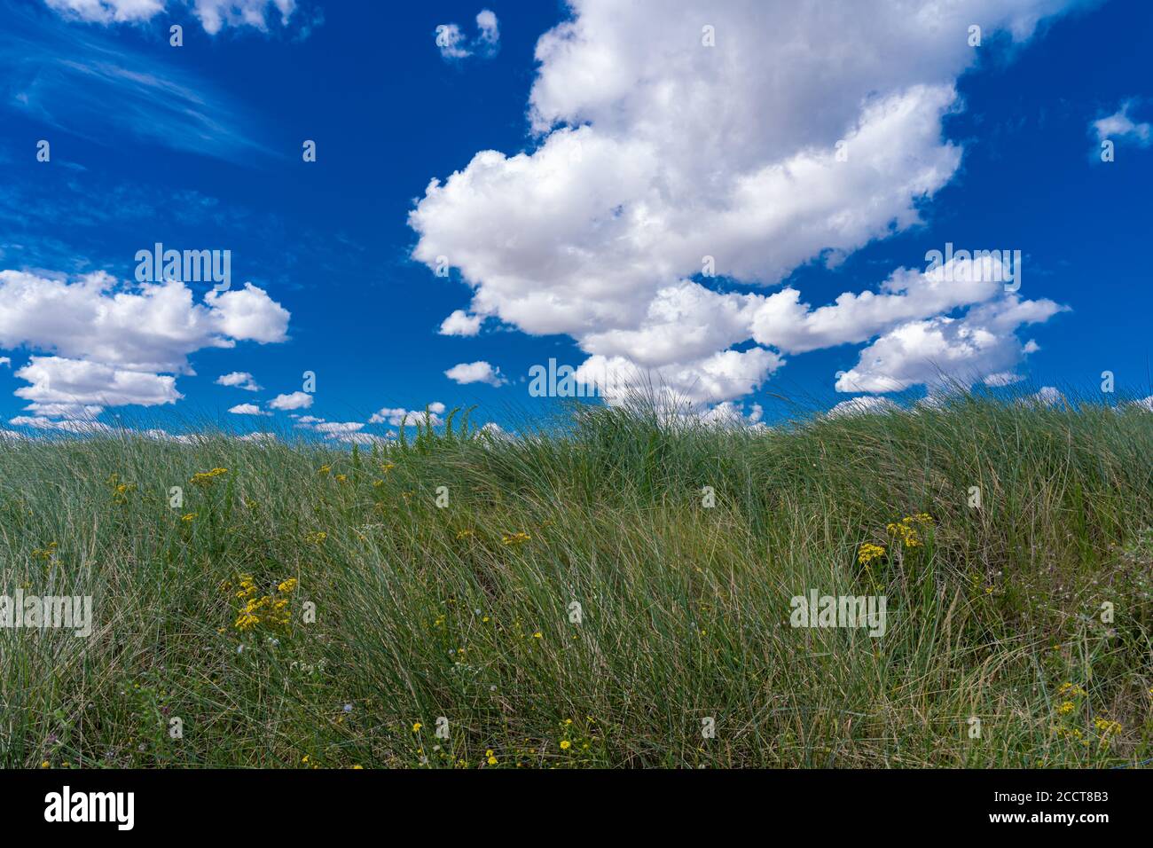 Courseulles-sur-Mer, Francia - 08 04 2020: Spiaggia di Juno, erba verde e cielo blu nuvoloso Foto Stock