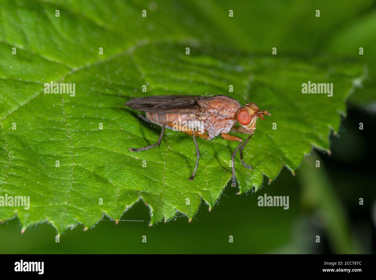 Femmina giallo volata sterco, Scathophaga stercoraria, arroccato sul piombo. Foto Stock
