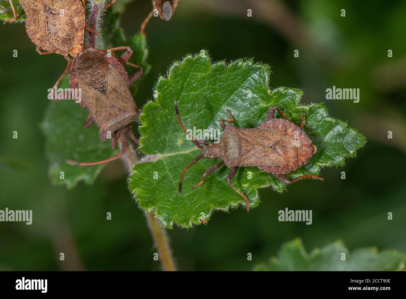 Gruppo di Dock Bugs, Coreus marginatus, in sole d'estate. Foto Stock