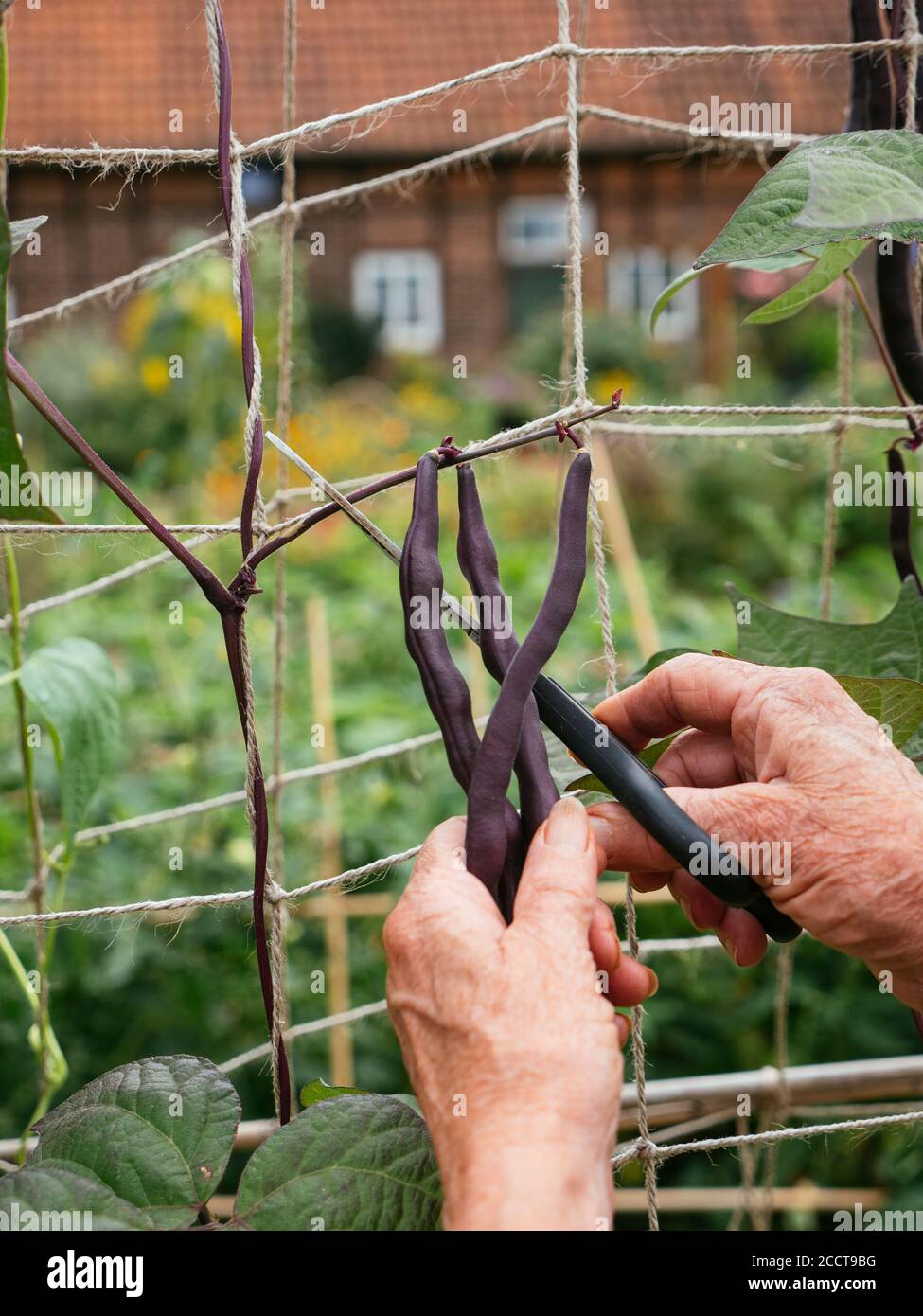 Giardiniere raccogliendo fagioli viola che crescono su un trellis. Foto Stock