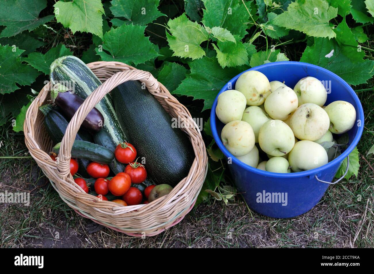 primo piano di mele verdi mature raccolte di recente e diverse sostanze organiche verdure nell'orto Foto Stock