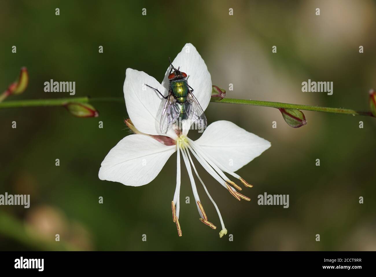 Mosca verde (Lucilia), mosche famiglia, Calliforidae su un fiore di gaura bianca (Gaura lindheimeri), famiglia Onagraceae. Luglio, un giardino olandese. Foto Stock