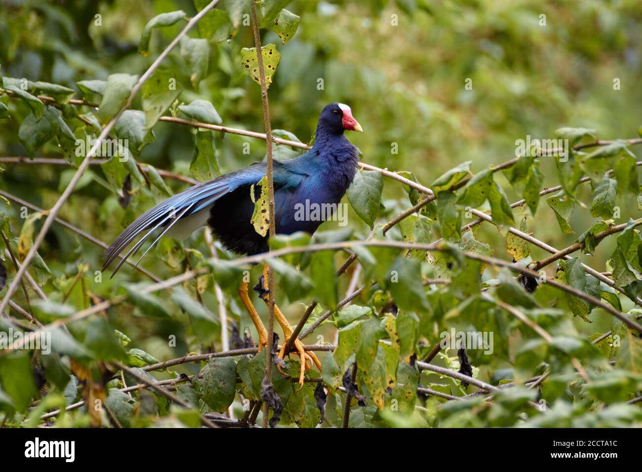 Uccello blu su un albero dell'isola di Santa Cruz, Galapagos, Ecuador Foto Stock