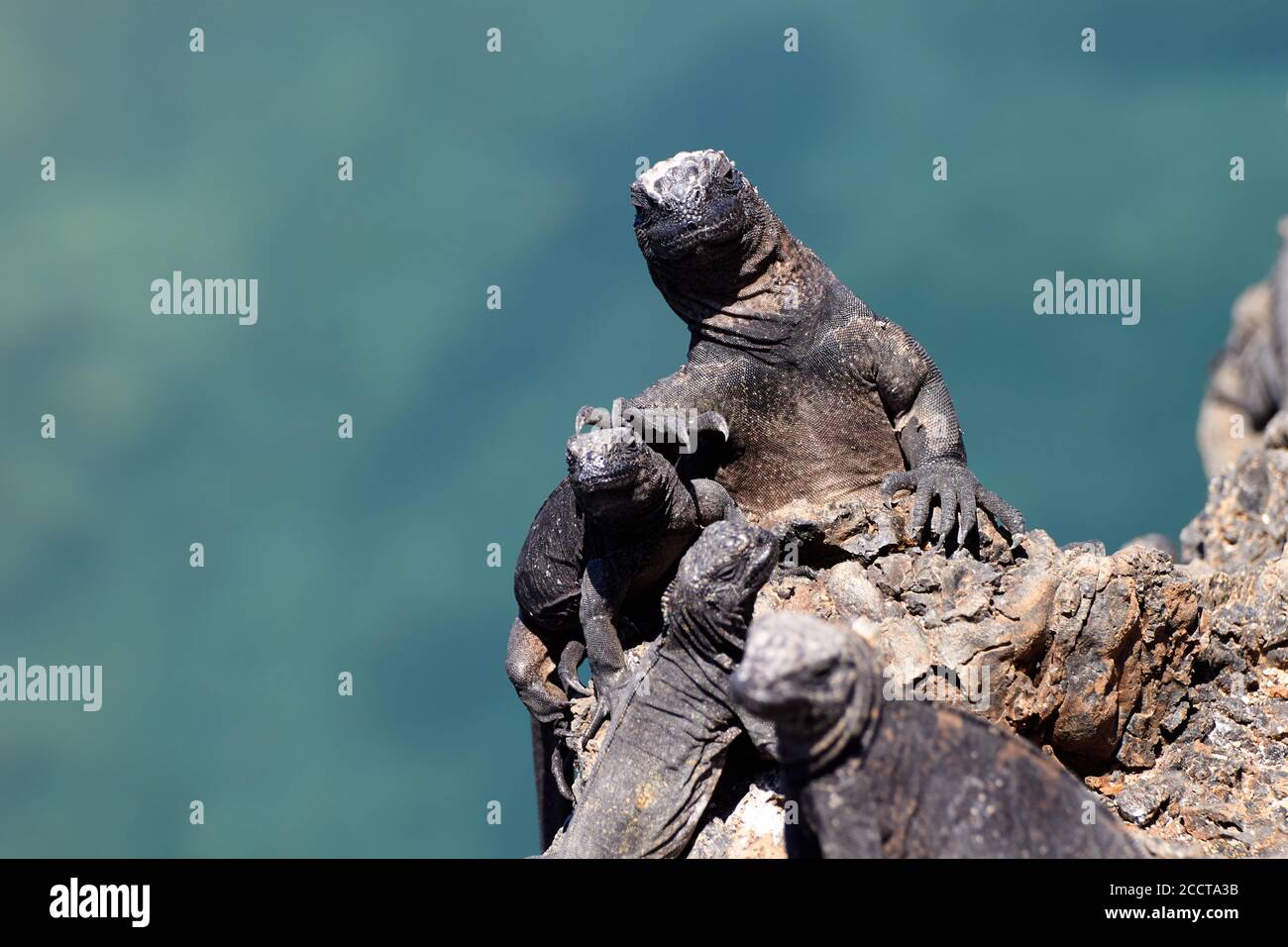 Iguana marina in una posa 'come un boss' a Isolote Tintoreras, Galapagos (Ecuador) Foto Stock