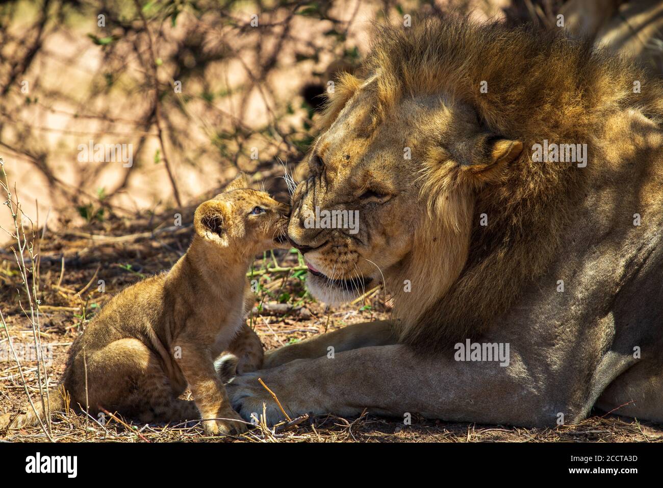 Leone maschile e cucciolo giovane, Parco Nazionale di Ruaha, Tanzania Foto Stock