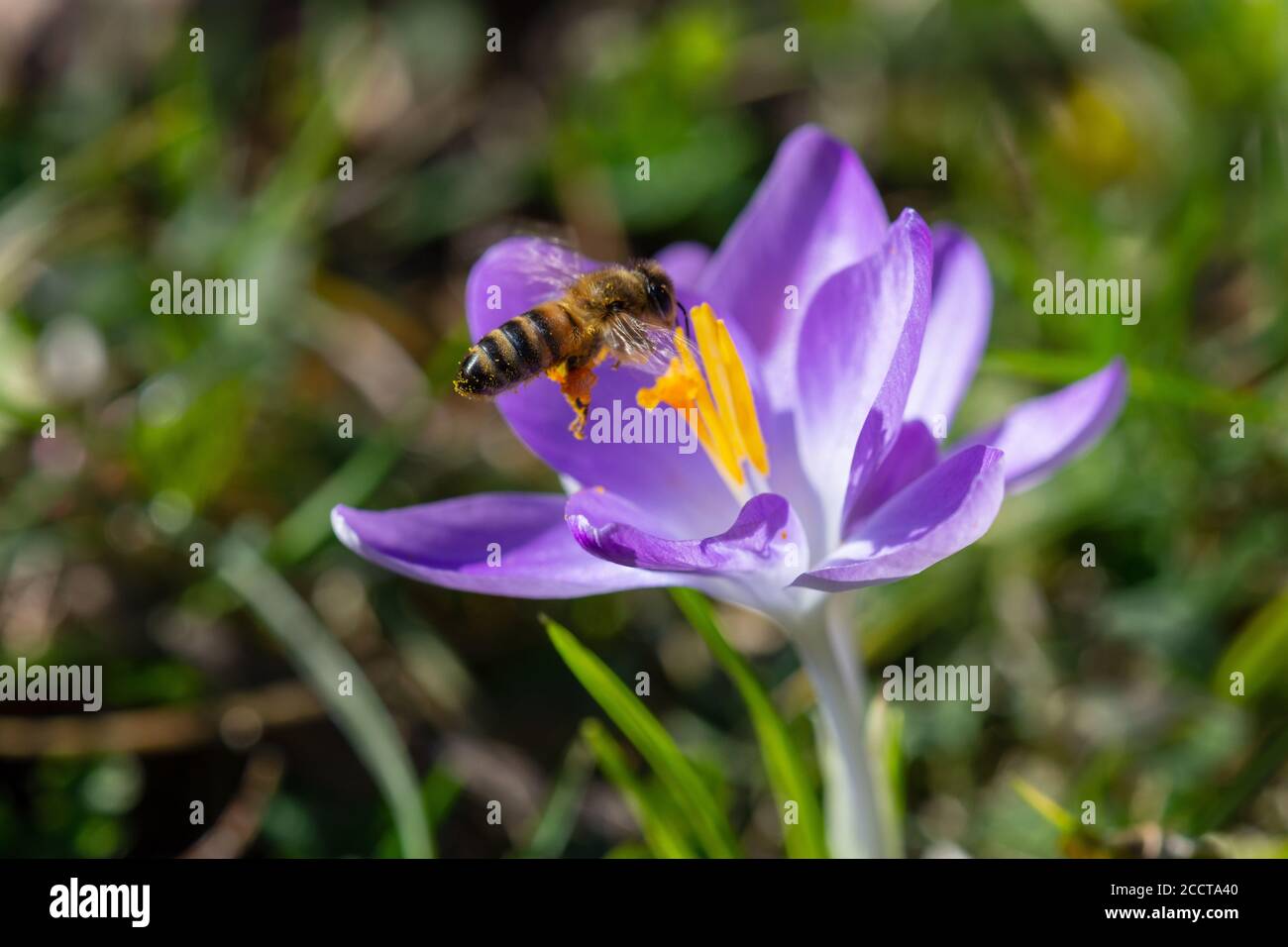 Ape coperta di polline giallo che vola su fiori di crocus viola alla fine dell'inverno Foto Stock