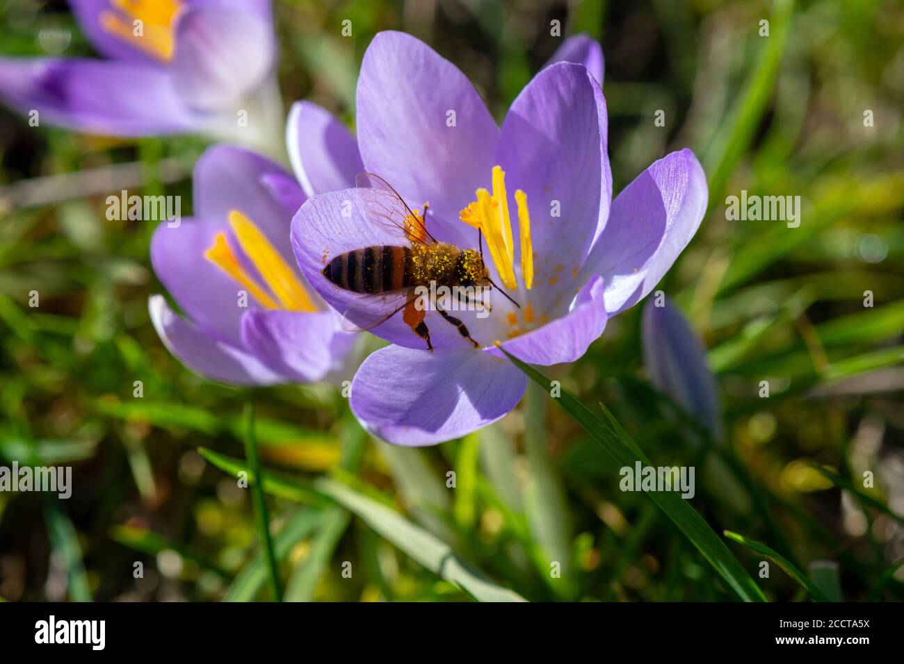 Ape di miele coperta di polline giallo che fora un crocus viola fiore alla fine dell'inverno Foto Stock