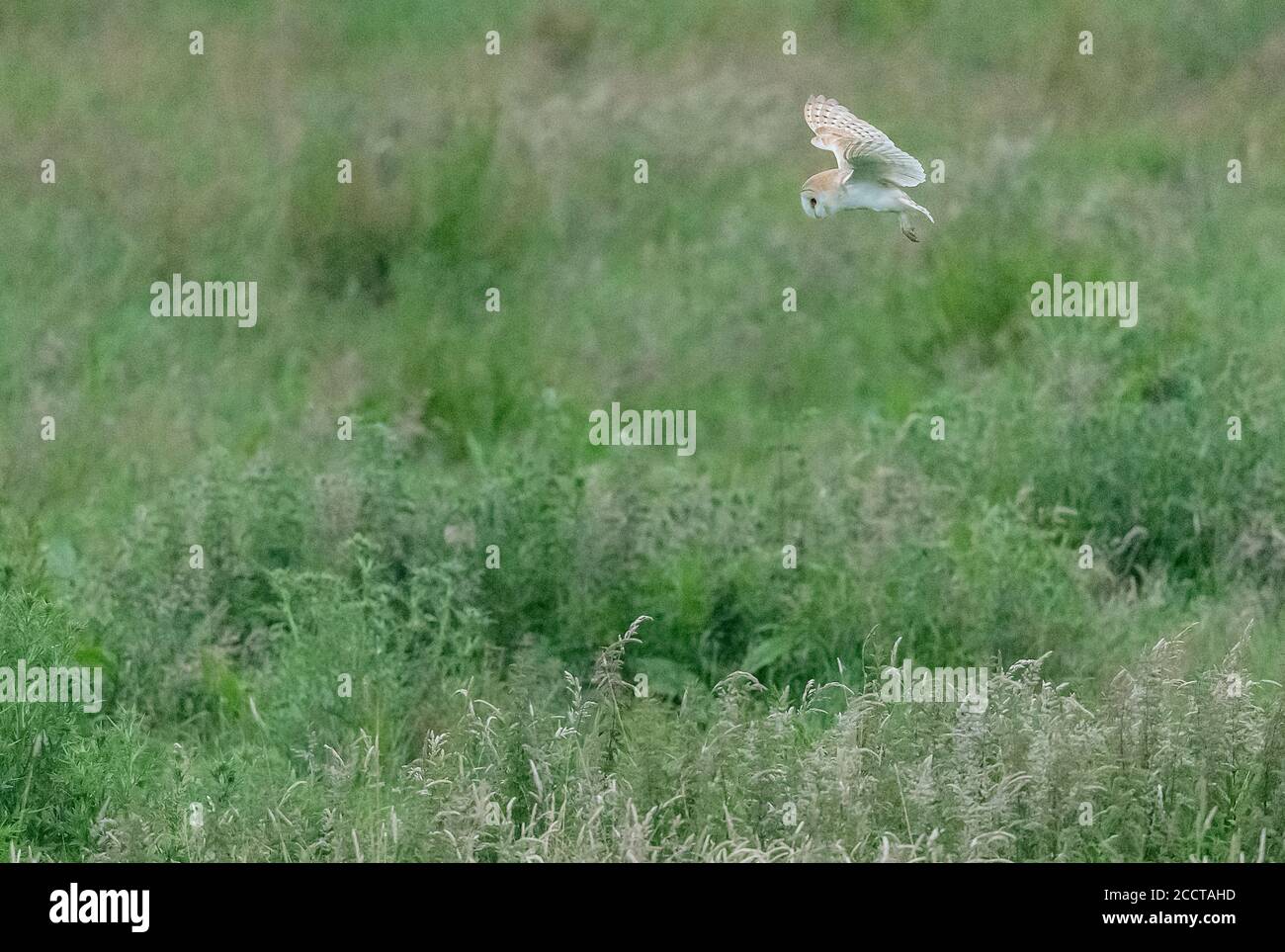 Gufo di granaio, Typto alba in volo la sera, caccia su prati di pianura, Dorset. Foto Stock