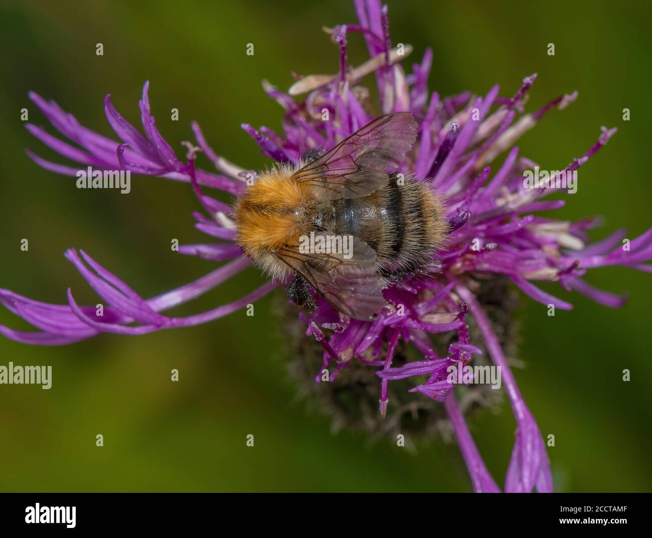 Comune carder Bee, Bombus pascuorum, visita Knapweed fiore. Foto Stock