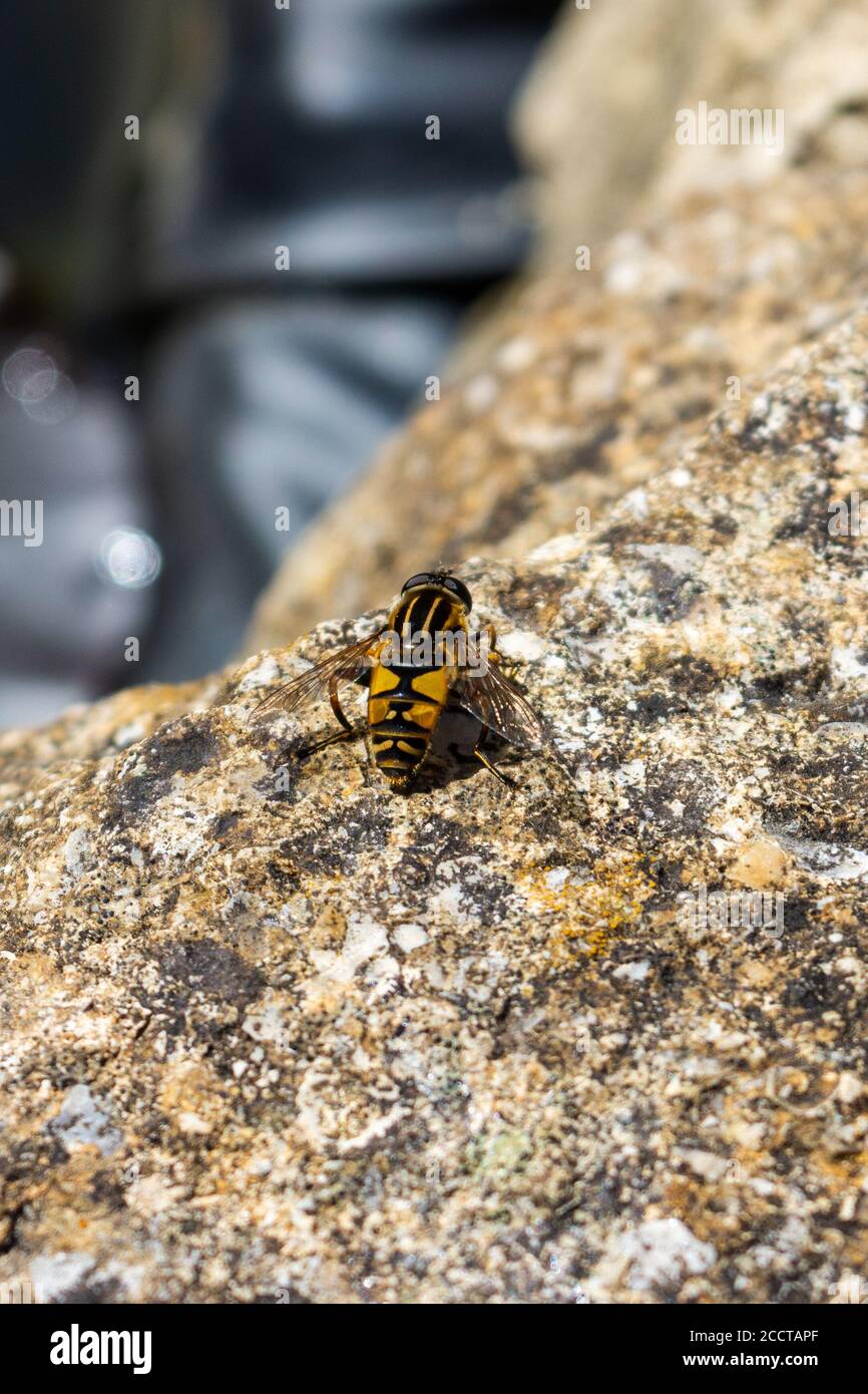 Un hoverfly conosciuto come 'il calciatore' Helophilus che riposa in il sole su un muro di pietra sopra un piccolo stagno Foto Stock