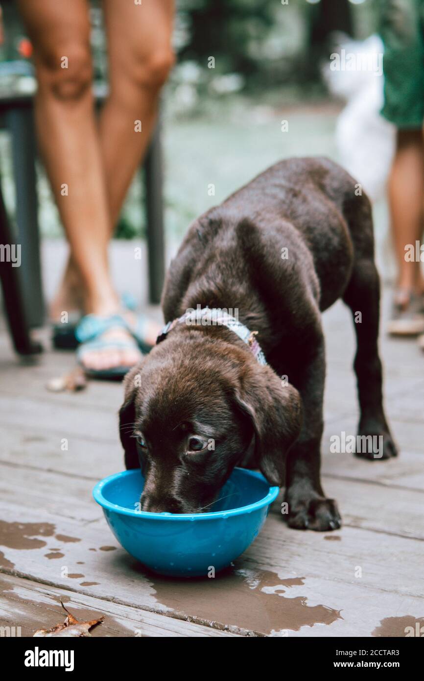 Dinning cane da acqua ciotola Foto Stock