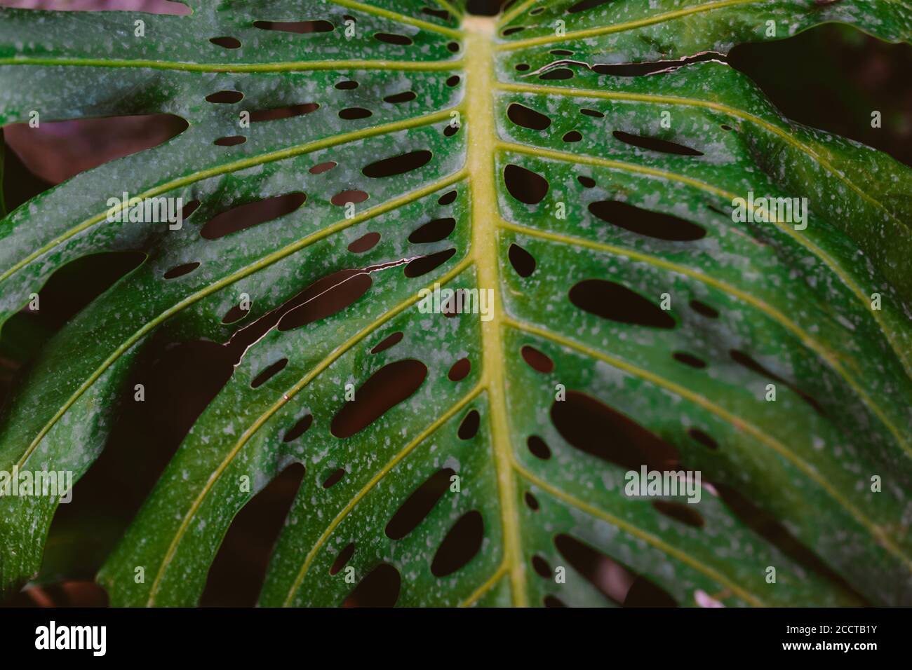 Foglie verdi di filodendro nella foresta tropicale. Foto Stock