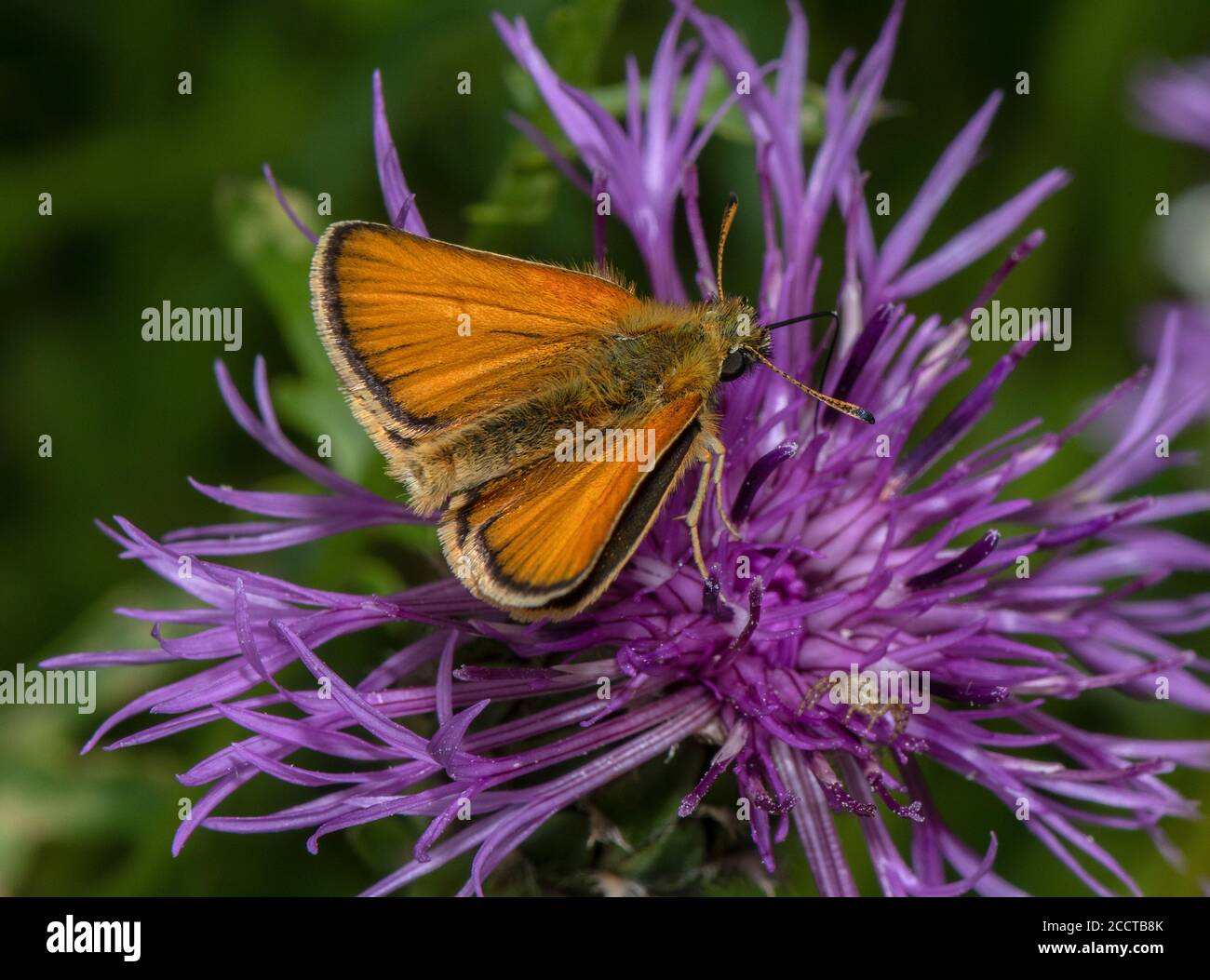 Skipper piccolo, Thymelicus sylvestris, alimentazione su Knapweed. Foto Stock