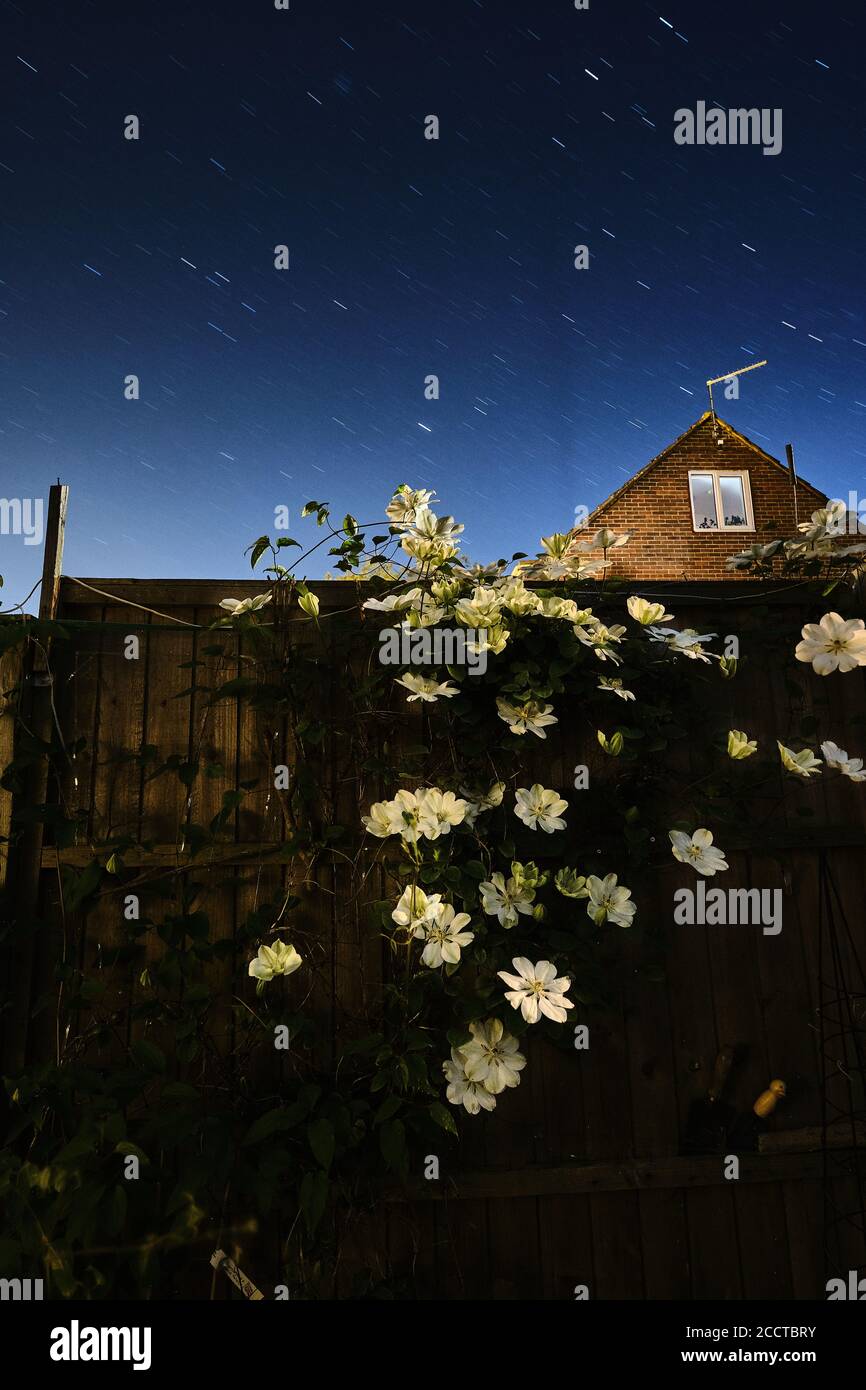 Star Trail con fiori di notte Foto Stock