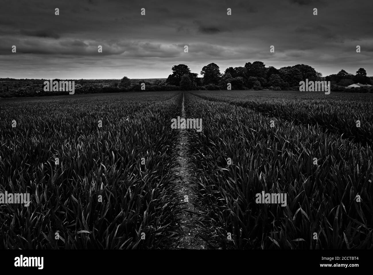 Campo bianco e nero, con Pathways Foto Stock