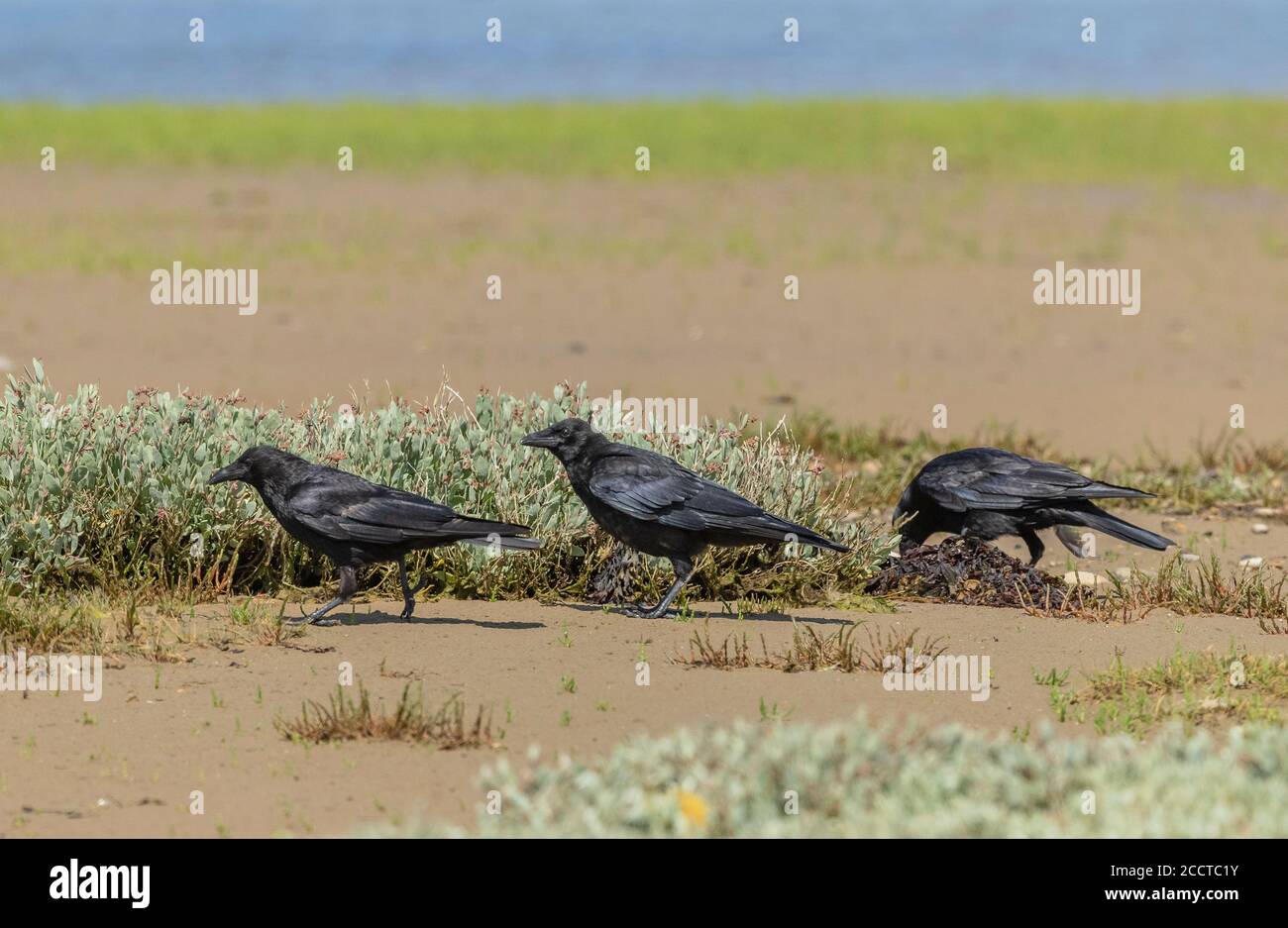 Tre corvi di Carrion, Corvus corone, che si nutrono sulla riva in salmarsh, Chesil, Dorset. Foto Stock