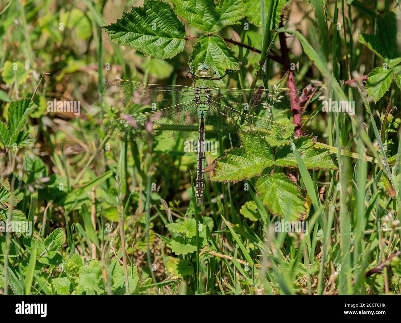 La libellula dell'Imperatore femmina, l'imperatrice Anax, si stabilì sull'erba. Foto Stock