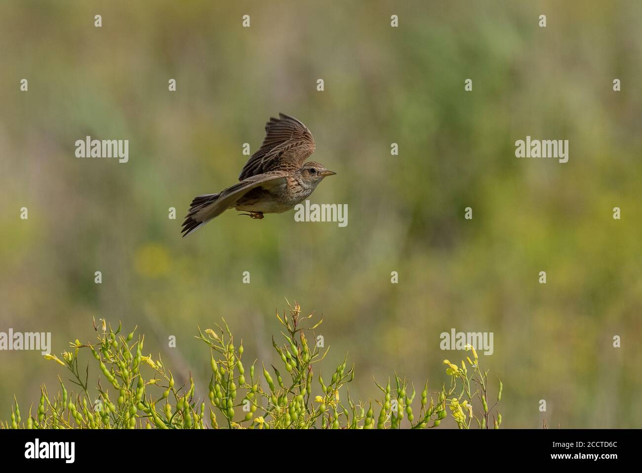 Pipa di prato, Anthus pratensis, in volo di canzone sopra l'area di nidificazione. Dorset. Foto Stock