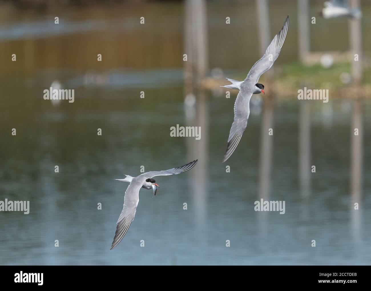 Sterne comuni, Sterna hirundo, in volo a colonia di allevamento - una con un pesce, Dorset. Foto Stock