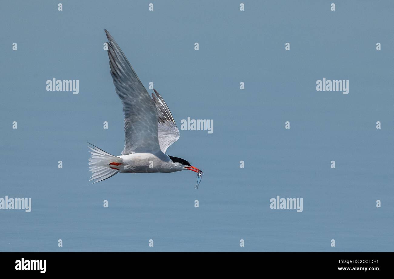 Terna comune, Sterna hirundo, in volo con i pesci, presso la colonia di allevamento, Dorset. Foto Stock