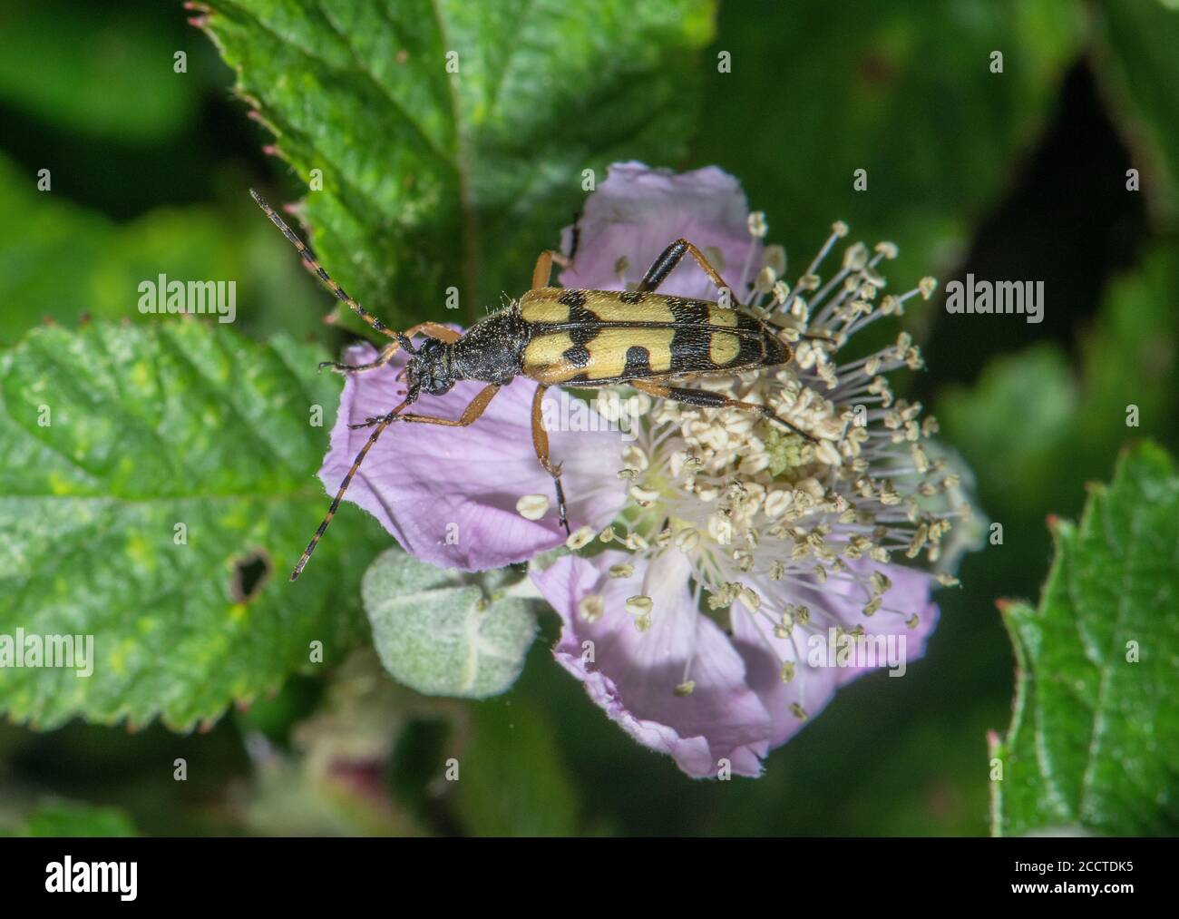 Longhorn nero e giallo, Rutpela maculata, che si nuoce al polline di fiori di Bramble. Foto Stock