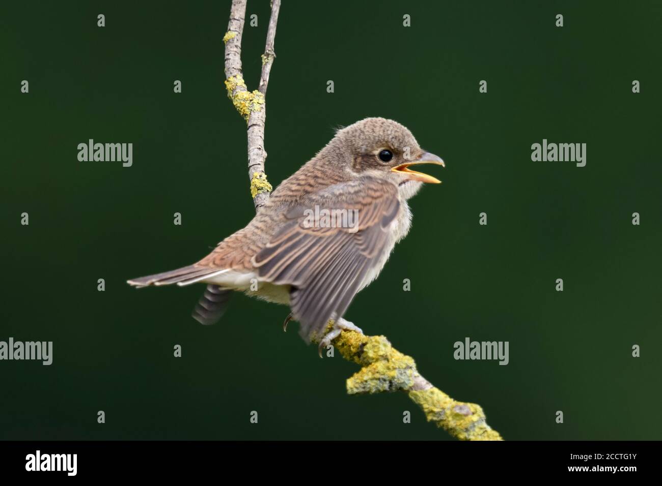 Shrike ( Lanius collurio ), giovane pulcino, in fuga arroccato su un fusto secco anziano, che chiede cibo, sembra carino, fauna selvatica, Europa. Foto Stock