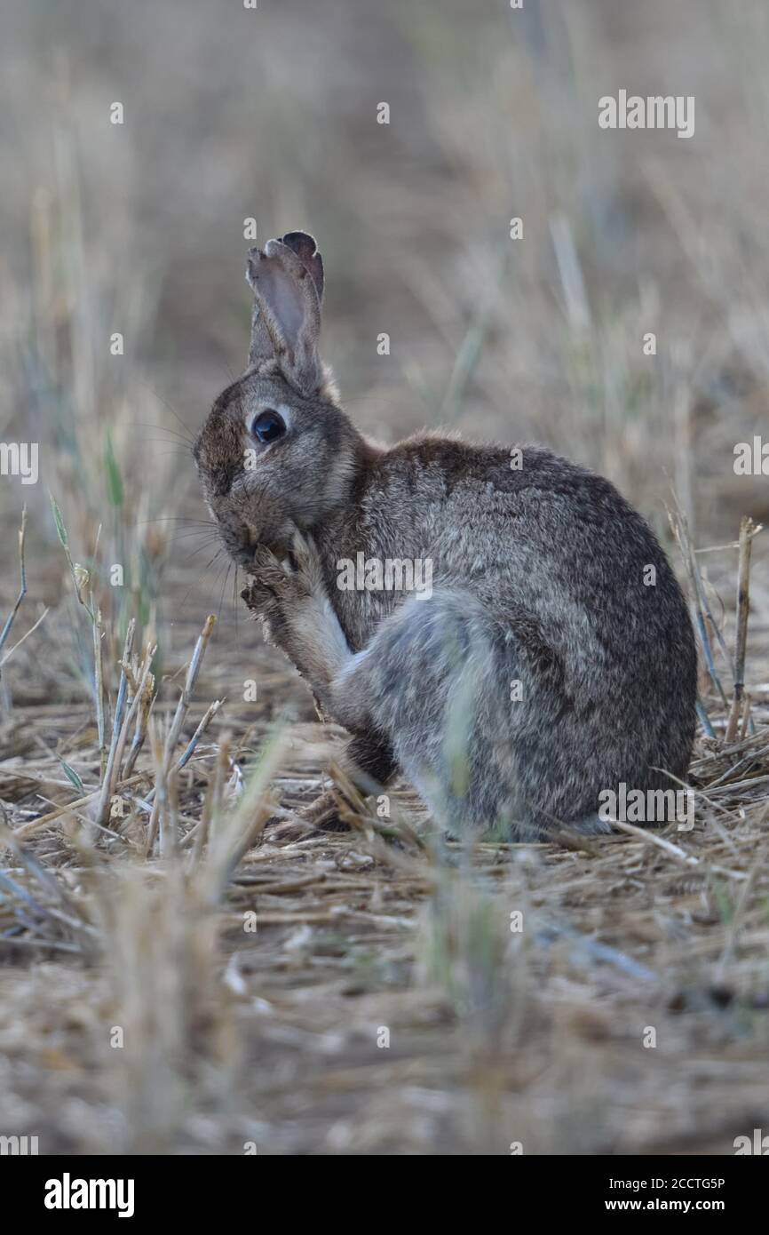 Coniglio / coniglio europeo ( Oryctolagus cuniculus ) pulizia, leccando le sue zampe, sembra carino, campo stoppie, fauna selvatica, Europa. Foto Stock