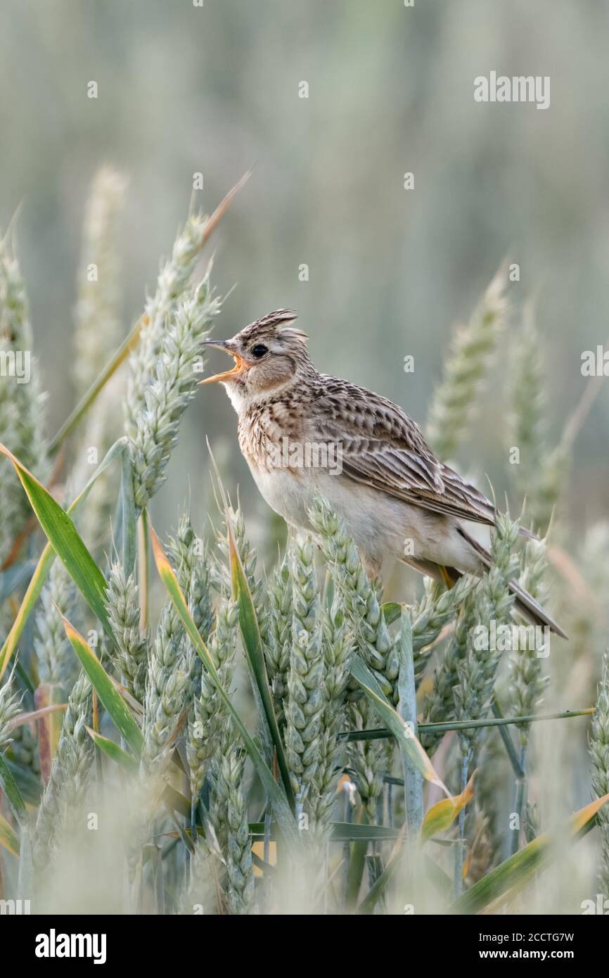 Skylark ( Alauda arvensis ) canta in un campo di grano, arroccato su raccolti di grano, uccello tipico e caracteristico su terreni agricoli in estate, fauna selvatica, Europa. Foto Stock