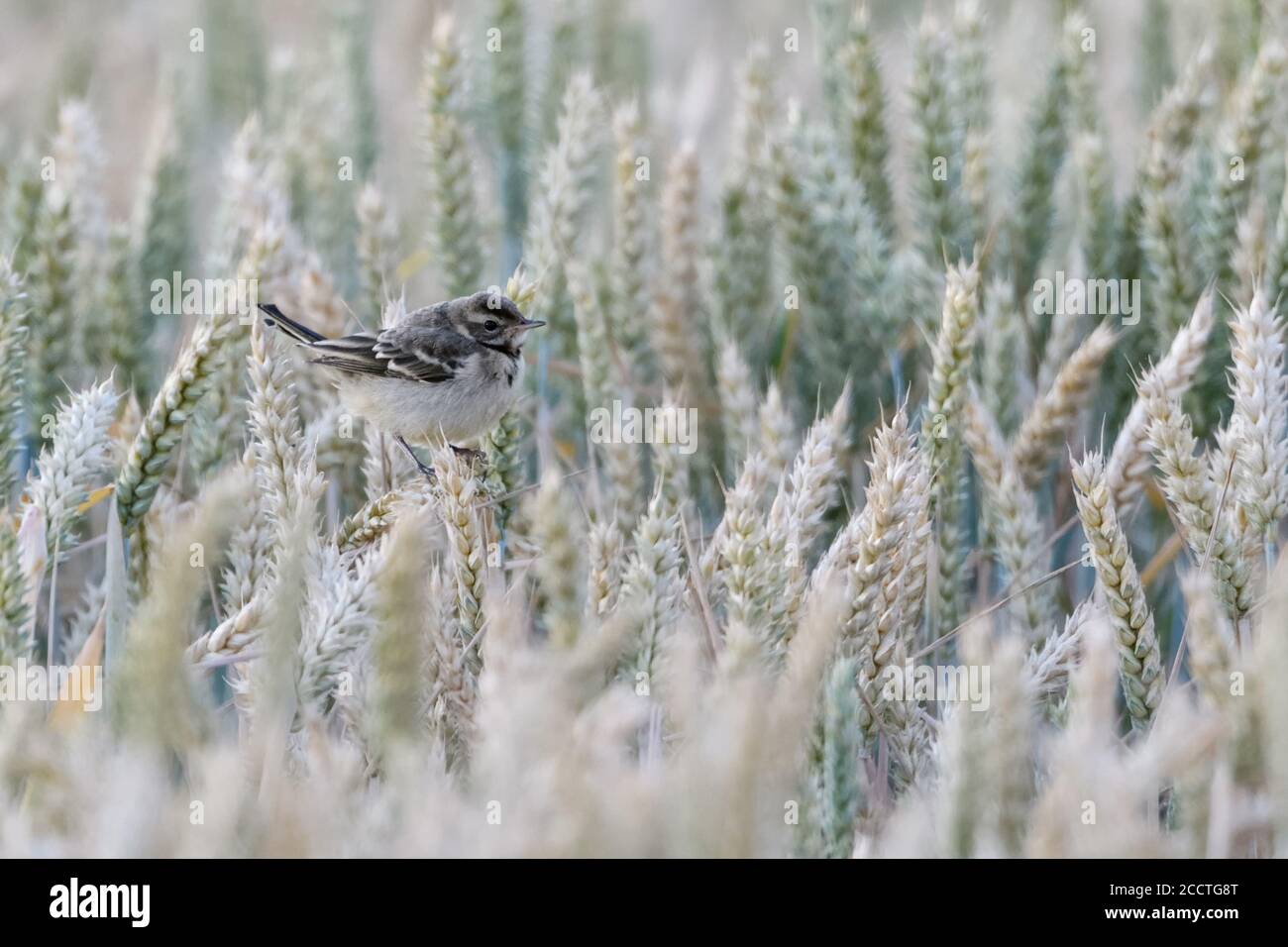 Yellow Waggail ( Motacilla flava ), giovane uccello volato, pulcino, giovanile, arroccato su raccolti di grano maturo, seduto in un campo di grano, fauna selvatica, Europa. Foto Stock