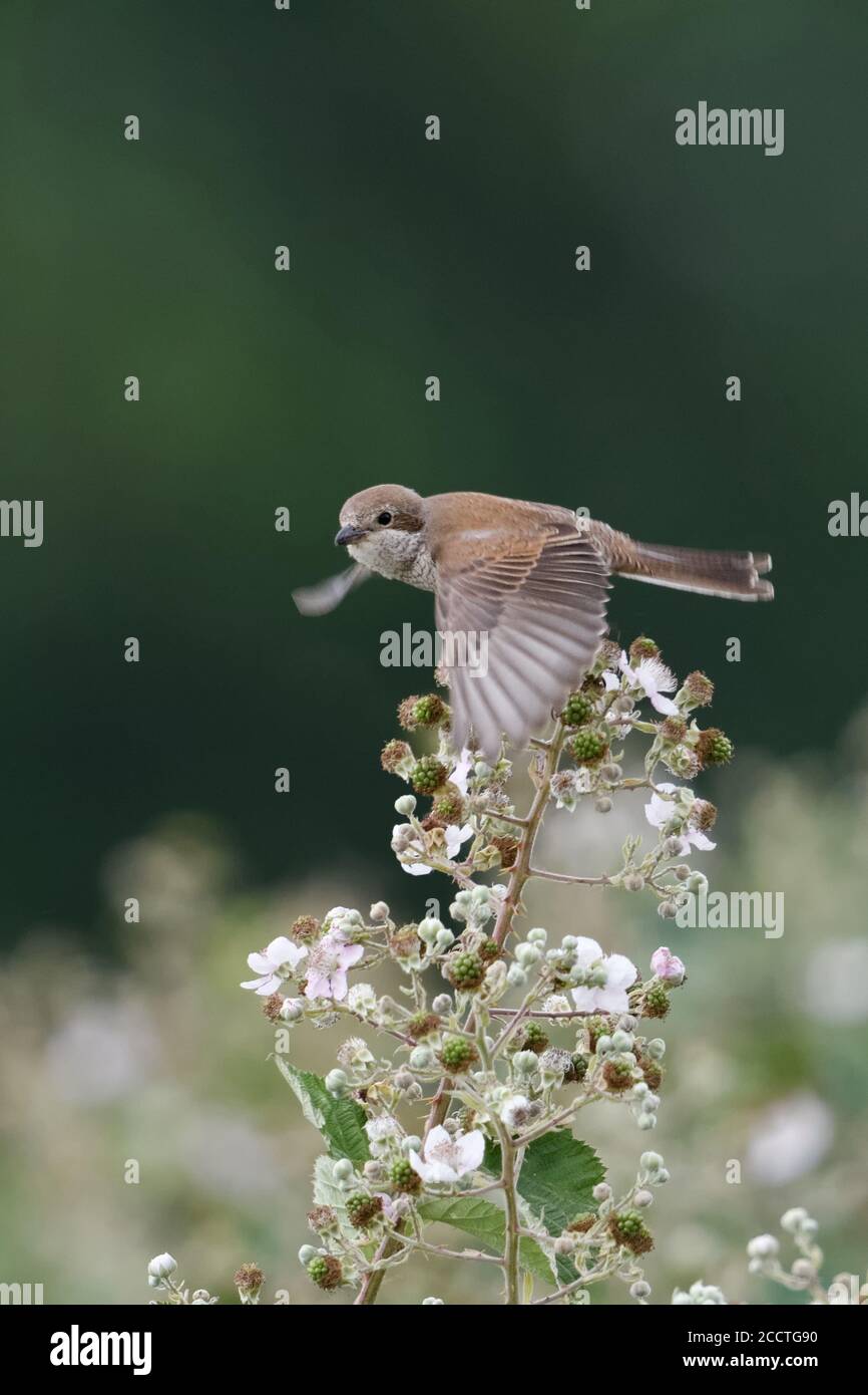 Shrike ( Lanius collurio ), femmina, volare, in volo, guardare, dintorni tipici, fiore di bramble, blackberry hedge, fauna selvatica, Europe Foto Stock