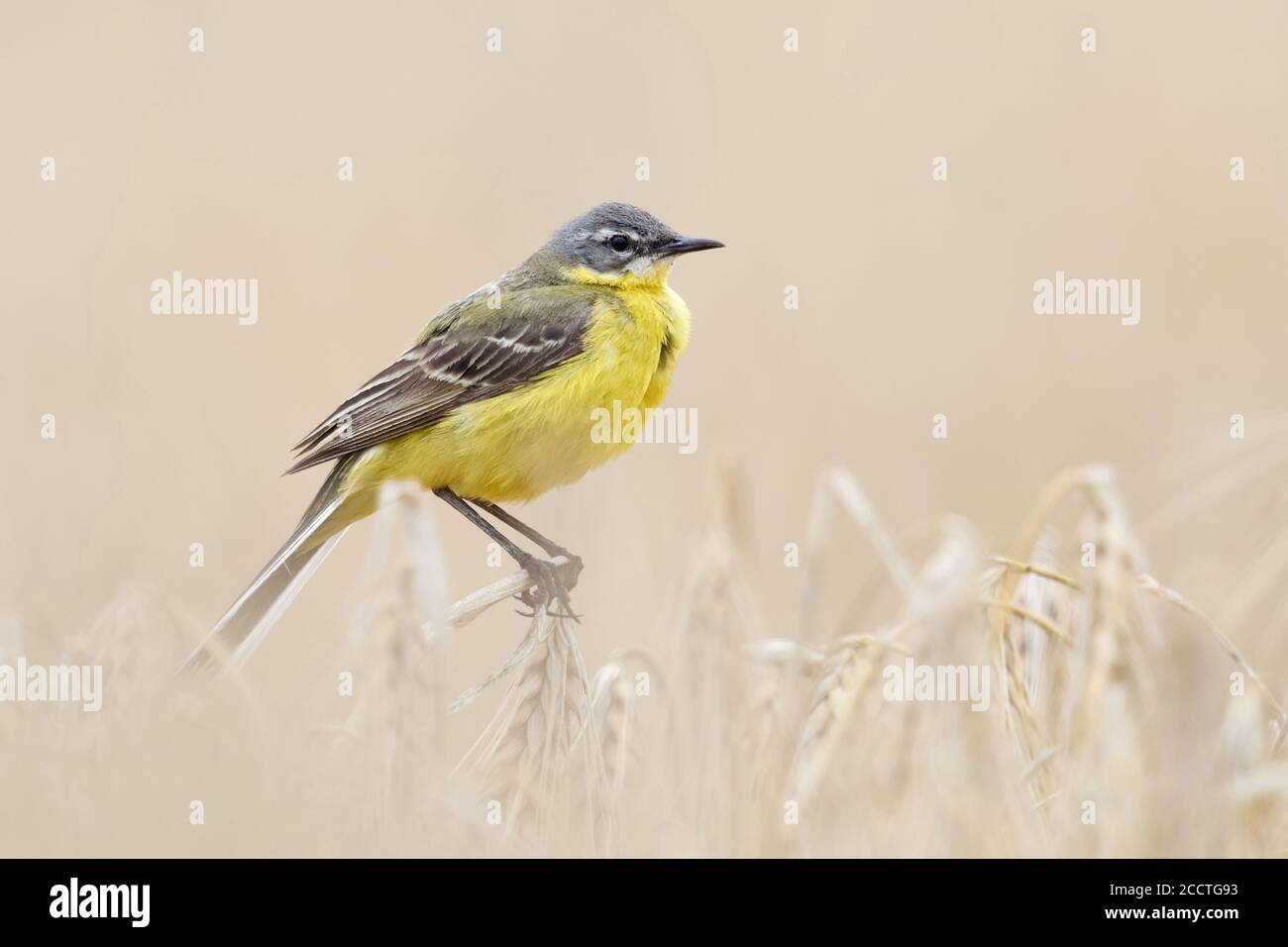 Yellow Wagtail ( Motacilla fava ), maschio adulto in abito da allevamento, arroccato su colture di orzo mature, seduto in un campo di grano, fauna selvatica, Europa. Foto Stock