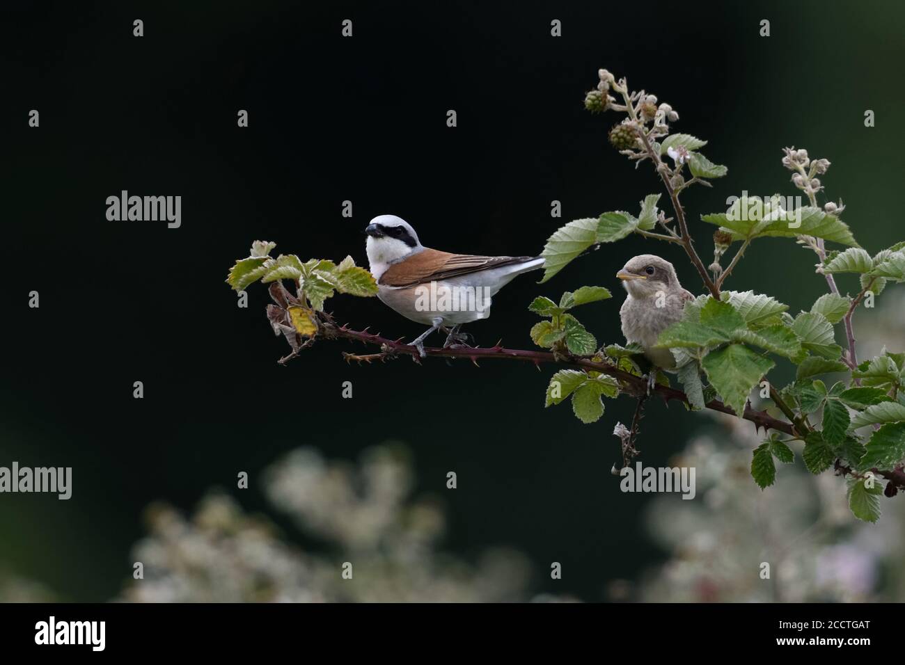 Shrike ( Lanius collurio ), maschio adulto con pulcino, sul suo punto di osservazione in un bramble siepe, caccia, ben camuffato, incospicuo, wi Foto Stock