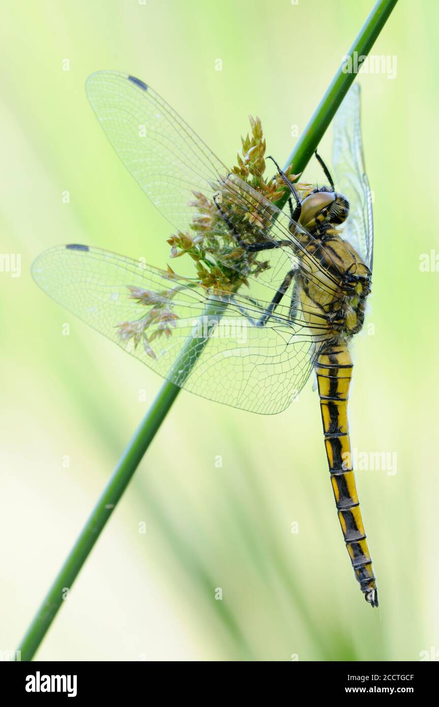 Skimmer dalla coda nera ( Orthetrum cancrellatum ) poggiato su un bastone di corsa in primavera, libellula nativa, bellissimo insetto, fauna selvatica, Europa. Foto Stock